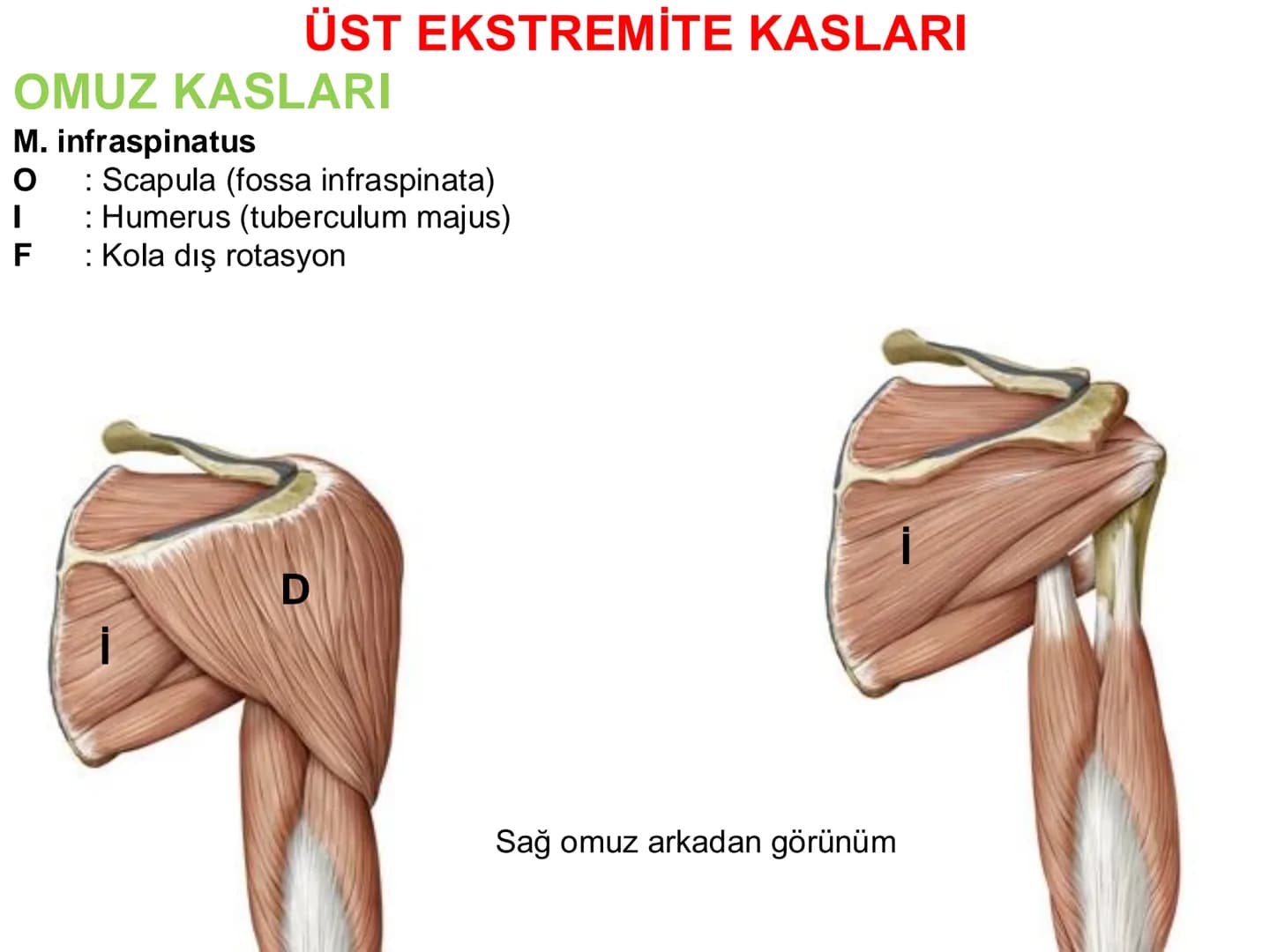 # Kas Sistemi
## Üst Ekstremite Kasları
Öğr. Gör. Ayşegül Ayran İÇERİK
Üst ekstremite kaslarının:
İsimleri
Konumları
Kemiklere tutunma y