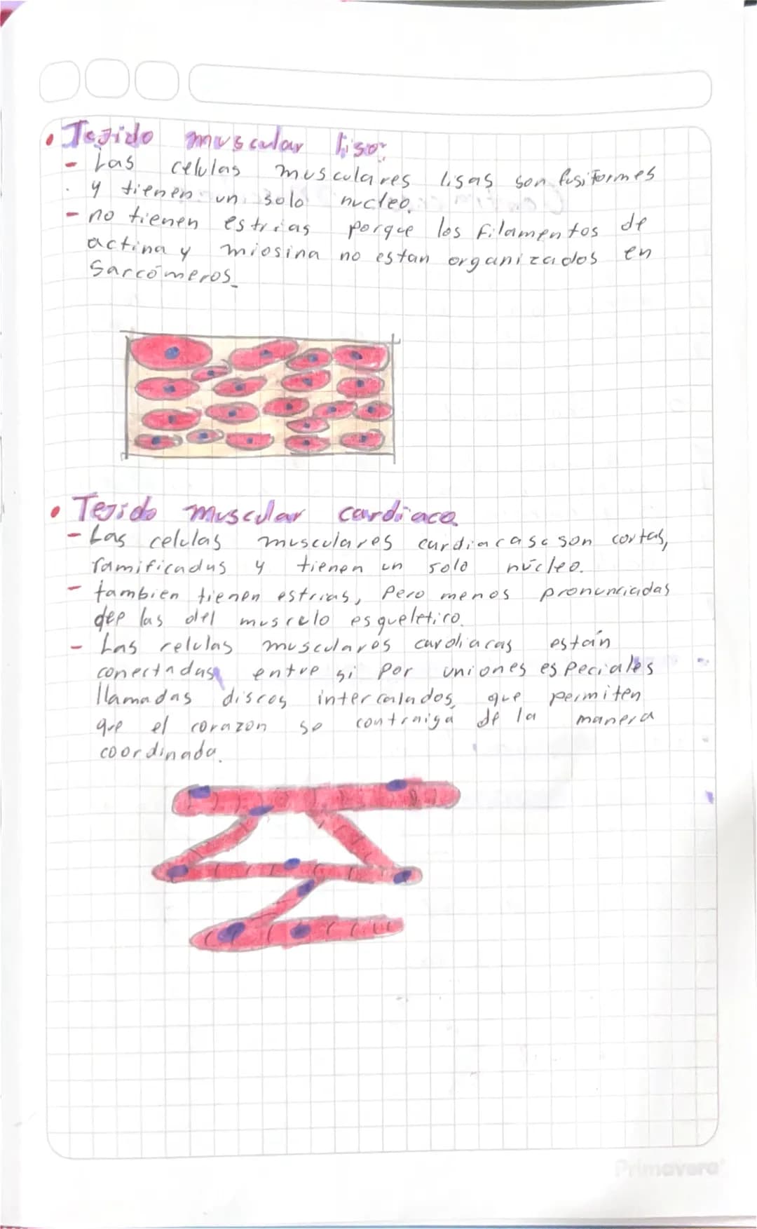 Generalidades del tegido Muscular.
* Funcion: El tejido muscular es el responsable
del movimiento del werpo humano, el
mantenimiento de l