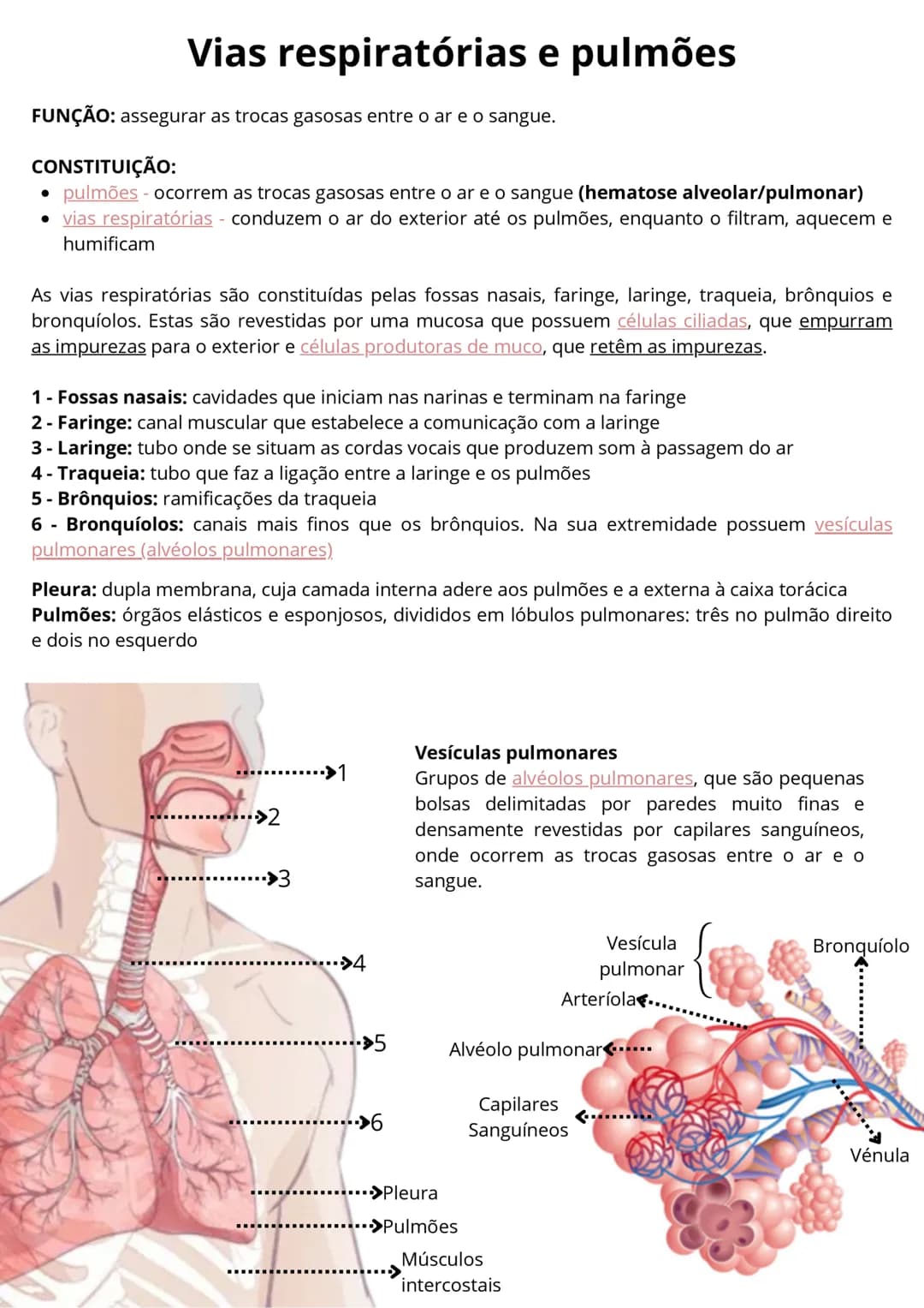 # Vias respiratórias e pulmões
FUNÇÃO: assegurar as trocas gasosas entre o ar e o sangue.
CONSTITUIÇÃO:
* pulmões - ocorrem as trocas g
