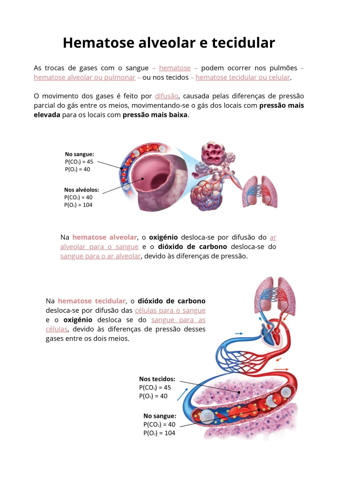 # Vias respiratórias e pulmões
FUNÇÃO: assegurar as trocas gasosas entre o ar e o sangue.
CONSTITUIÇÃO:
* pulmões - ocorrem as trocas g