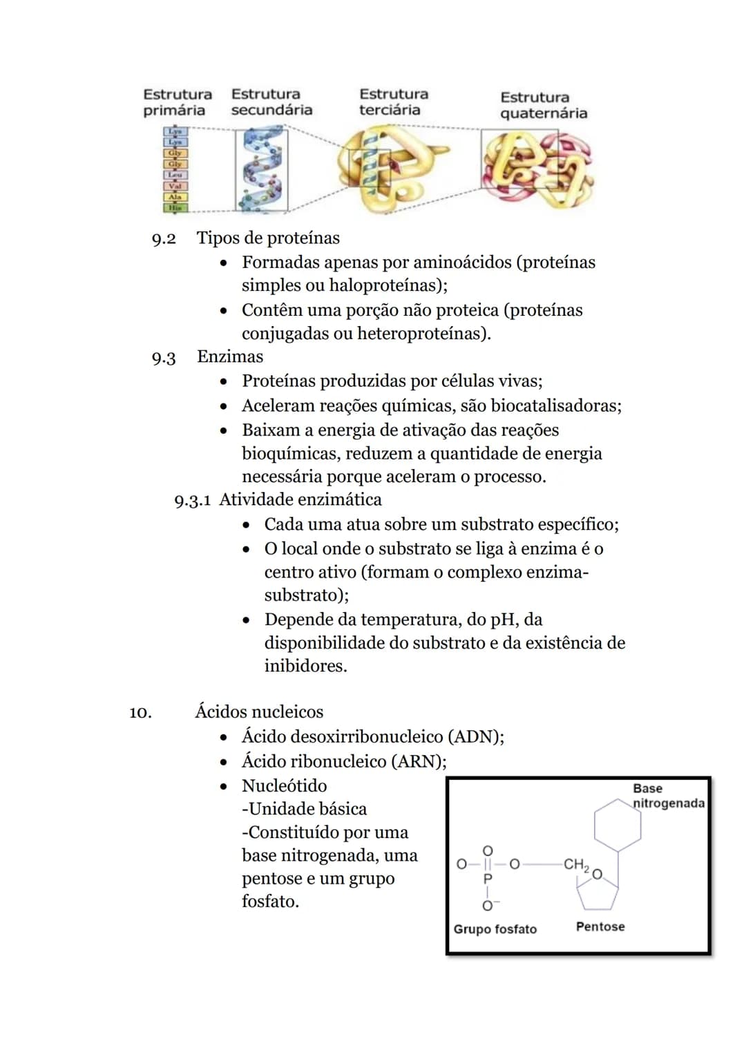 Células e Biomoléculas
1. Organização biológica
• Organismos unicelulares-
compostos por uma única
célula, capaz de realizar
todas as funçõe