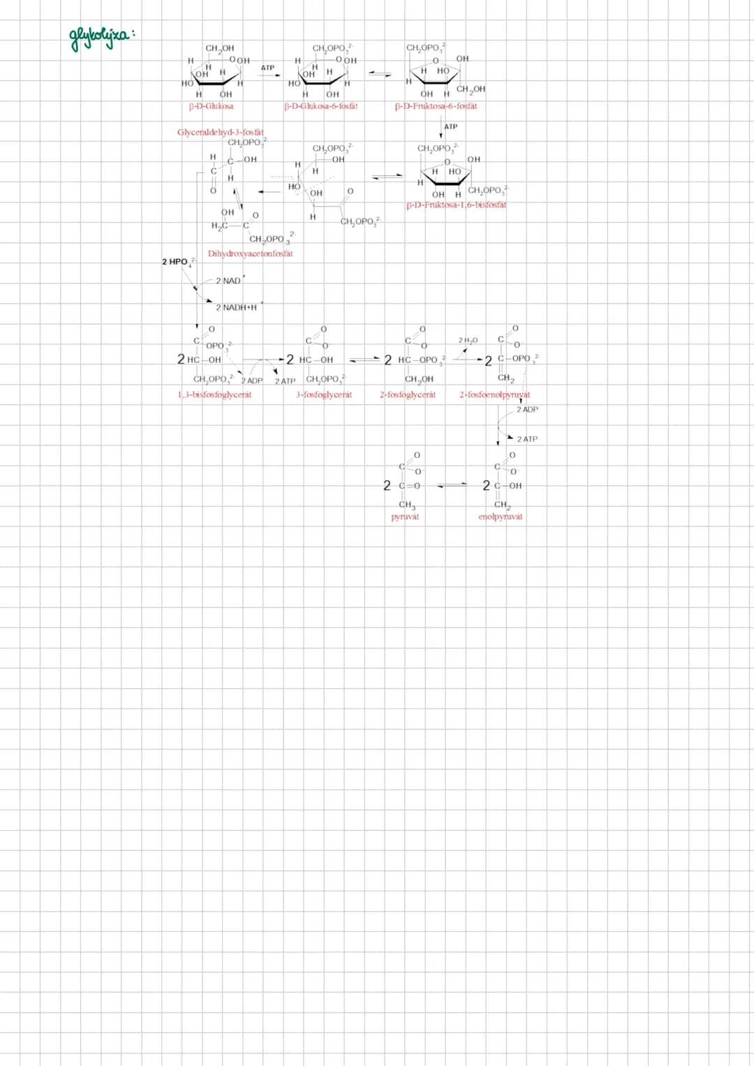 # Sacharidy
- polyhydroxysloučeniny obsahujići karbonylovou (keto/aldo) skupinu
- jejich deriváty jsou přítomny ve všech organismech:
-