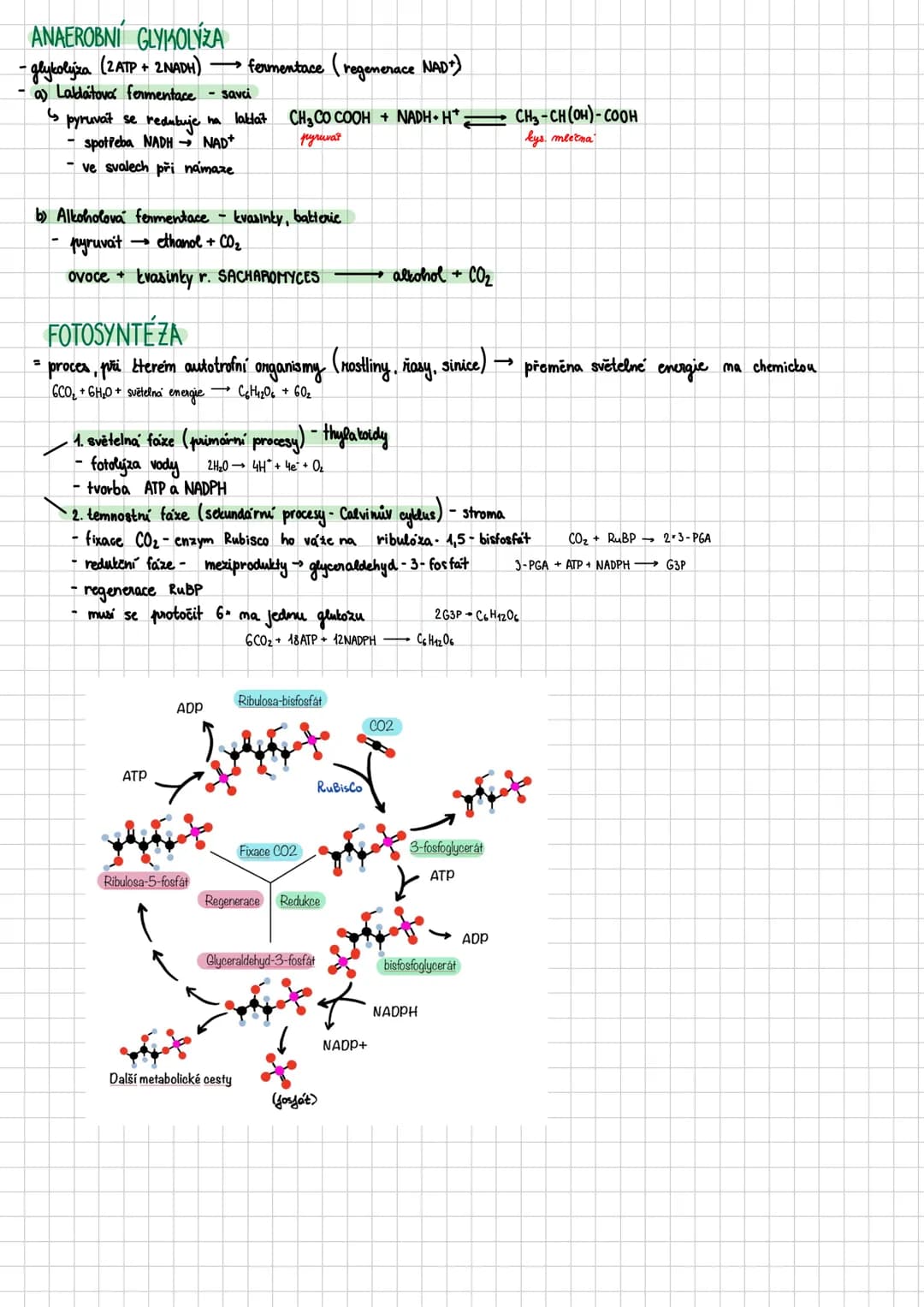 # Sacharidy
- polyhydroxysloučeniny obsahujići karbonylovou (keto/aldo) skupinu
- jejich deriváty jsou přítomny ve všech organismech:
-