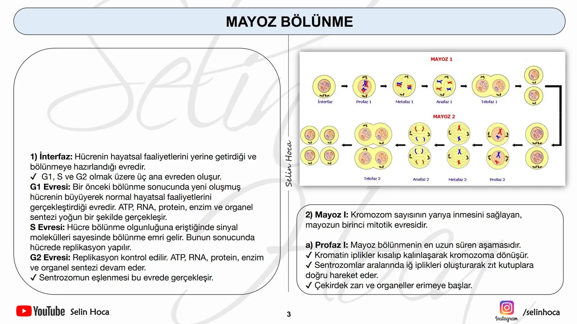 # HÜCRE BÖLÜNMELERİ
# MAYOZ BÖLÜNME
* YouTube Selin Hoca
* Instagram /selinhoca
www.selinhoca.com # MAYOZ BÖLÜNME
✓ Üreme ana hücre