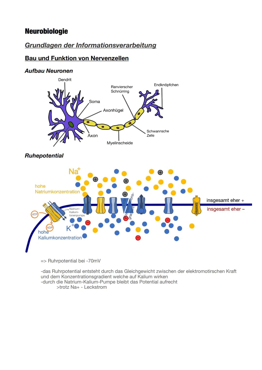 Biologie Abitur 2025
Neurobiologie
Grundlagen der Informationsverarbeitung
Bau und Funktion von Nervenzellen
Aufbau Neuronen
Ruhepotent