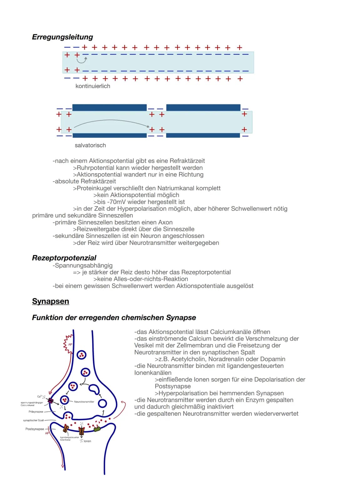 Biologie Abitur 2025
Neurobiologie
Grundlagen der Informationsverarbeitung
Bau und Funktion von Nervenzellen
Aufbau Neuronen
Ruhepotent