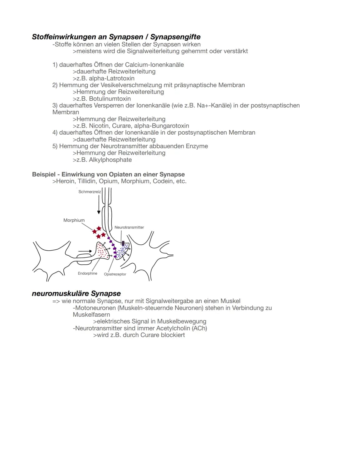 Biologie Abitur 2025
Neurobiologie
Grundlagen der Informationsverarbeitung
Bau und Funktion von Nervenzellen
Aufbau Neuronen
Ruhepotent