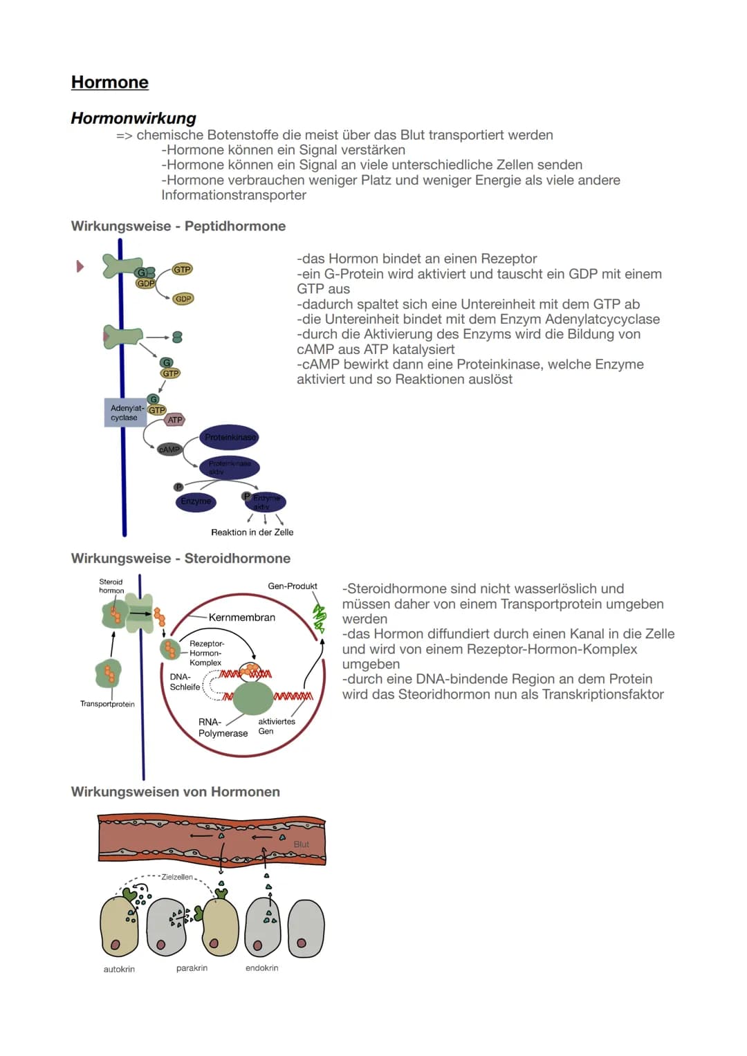 Biologie Abitur 2025
Neurobiologie
Grundlagen der Informationsverarbeitung
Bau und Funktion von Nervenzellen
Aufbau Neuronen
Ruhepotent