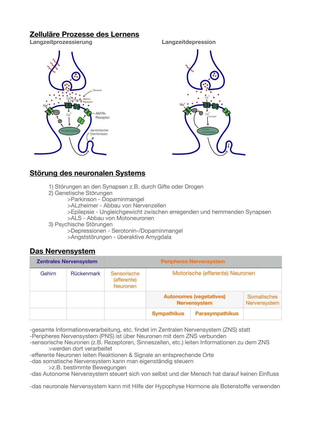 Biologie Abitur 2025
Neurobiologie
Grundlagen der Informationsverarbeitung
Bau und Funktion von Nervenzellen
Aufbau Neuronen
Ruhepotent