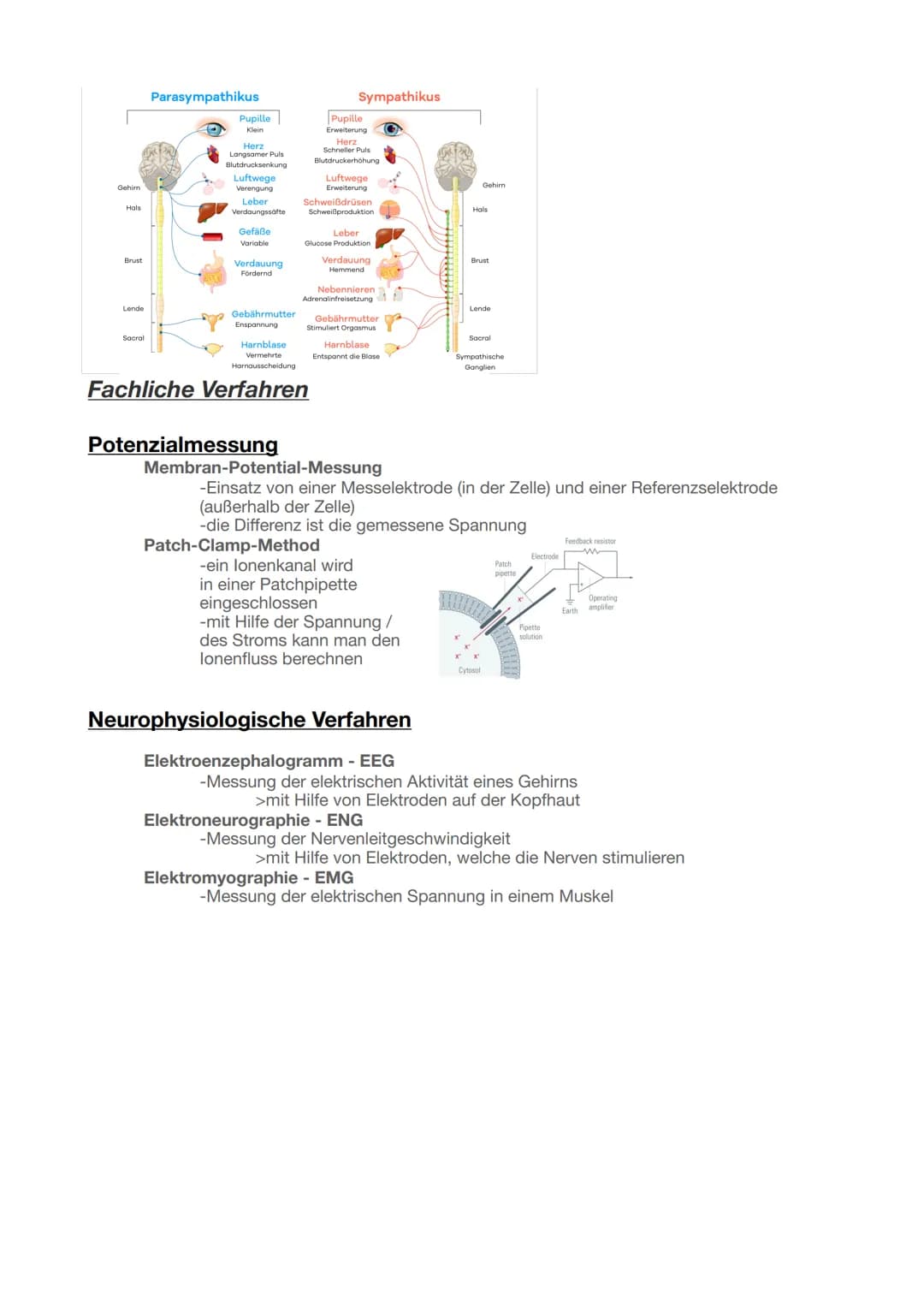 Biologie Abitur 2025
Neurobiologie
Grundlagen der Informationsverarbeitung
Bau und Funktion von Nervenzellen
Aufbau Neuronen
Ruhepotent
