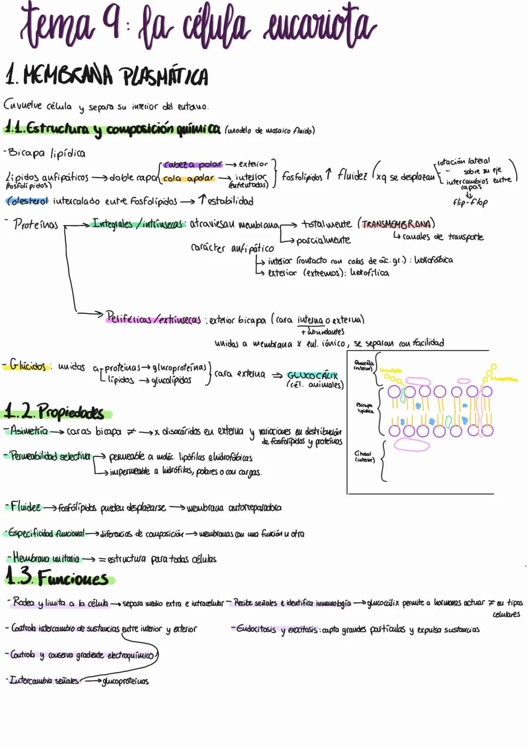# tema 9: la célula eucariota
1. MEMBRANA PLASMÁTICA
Cuvuelve célula y separa su interior del eutano.
1.1. Estructura y composición quími