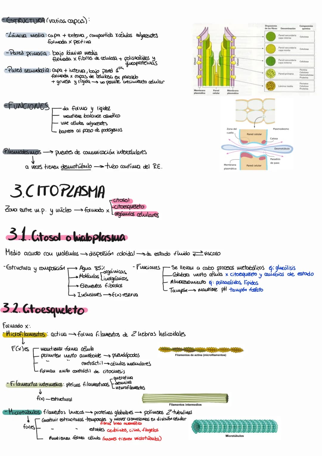 # tema 9: la célula eucariota
1. MEMBRANA PLASMÁTICA
Cuvuelve célula y separa su interior del eutano.
1.1. Estructura y composición quími