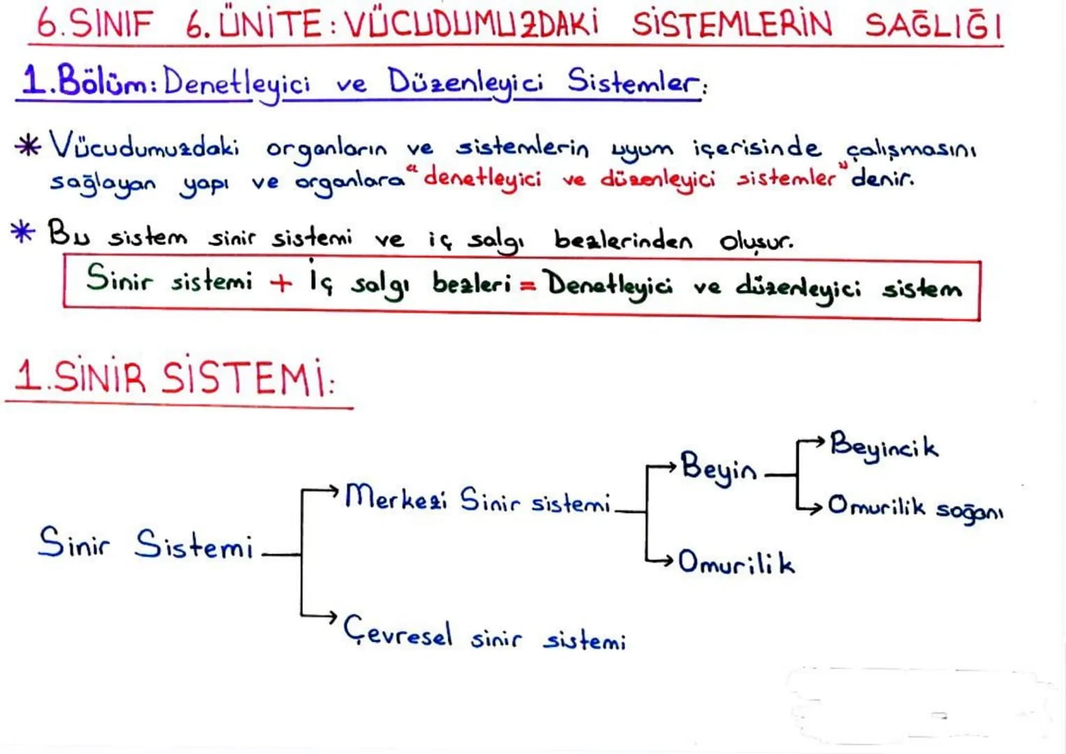 b) Gevresel Sinir Sistemi:
*Merkezi sinir sistemi dışındaki tüm sinirler çevresel sinir sistemini
oluşturur.
* Çevresel sinir sistemi beyi