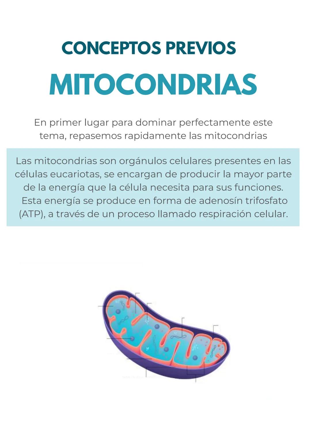 # CONCEPTOS PREVIOS
# MITOCONDRIAS
En primer lugar para dominar perfectamente este
tema, repasemos rapidamente las mitocondrias
Las mitoc