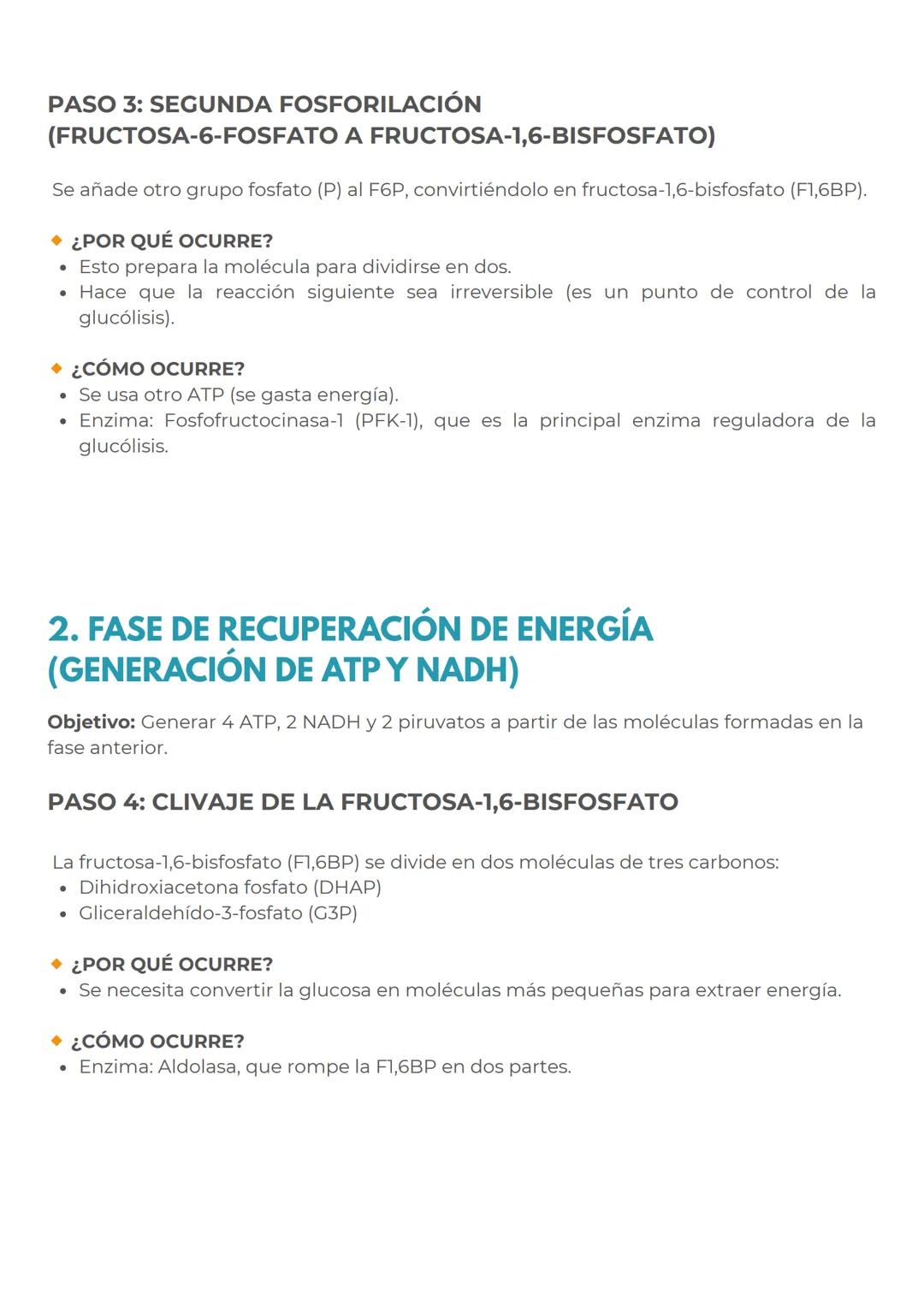 # CONCEPTOS PREVIOS
# MITOCONDRIAS
En primer lugar para dominar perfectamente este
tema, repasemos rapidamente las mitocondrias
Las mitoc