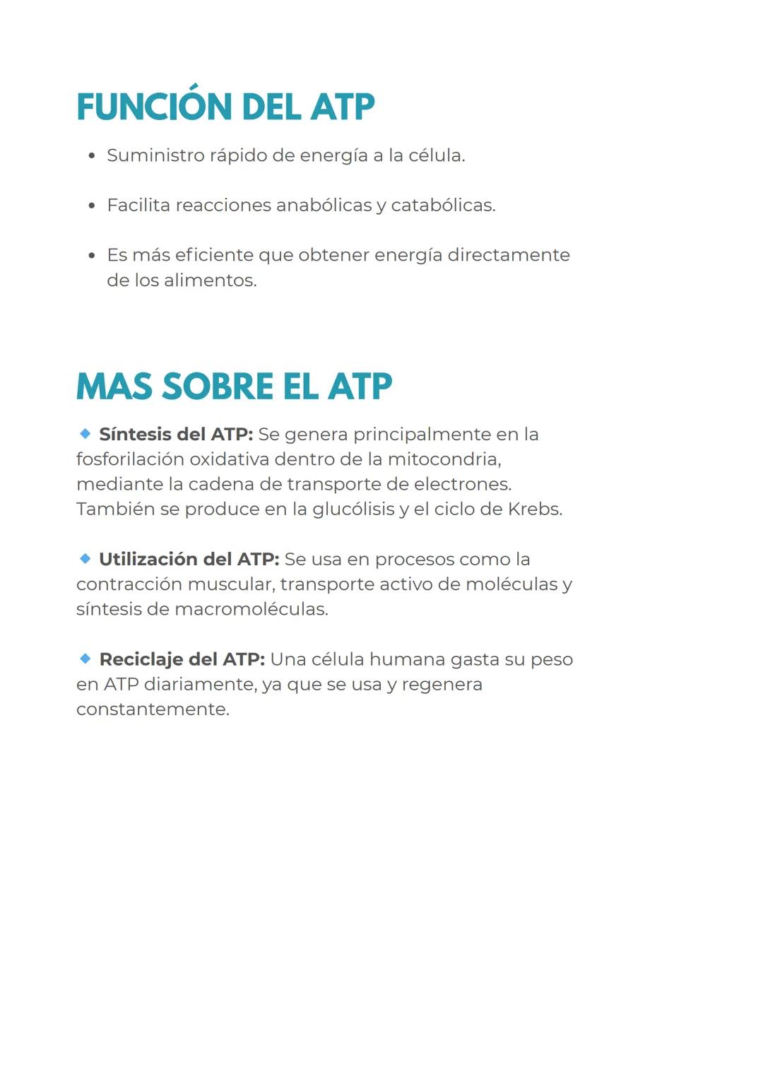 # CONCEPTOS PREVIOS
# MITOCONDRIAS
En primer lugar para dominar perfectamente este
tema, repasemos rapidamente las mitocondrias
Las mitoc