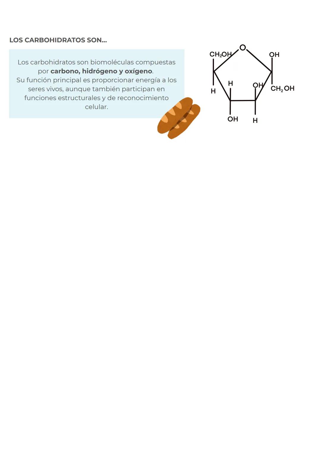 # CONCEPTOS PREVIOS
# MITOCONDRIAS
En primer lugar para dominar perfectamente este
tema, repasemos rapidamente las mitocondrias
Las mitoc