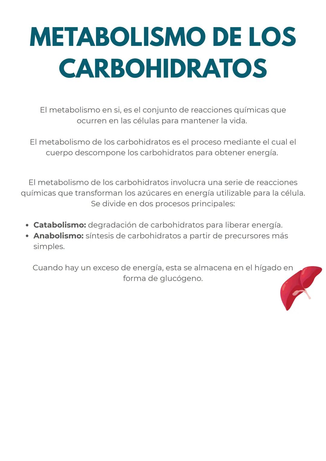# CONCEPTOS PREVIOS
# MITOCONDRIAS
En primer lugar para dominar perfectamente este
tema, repasemos rapidamente las mitocondrias
Las mitoc
