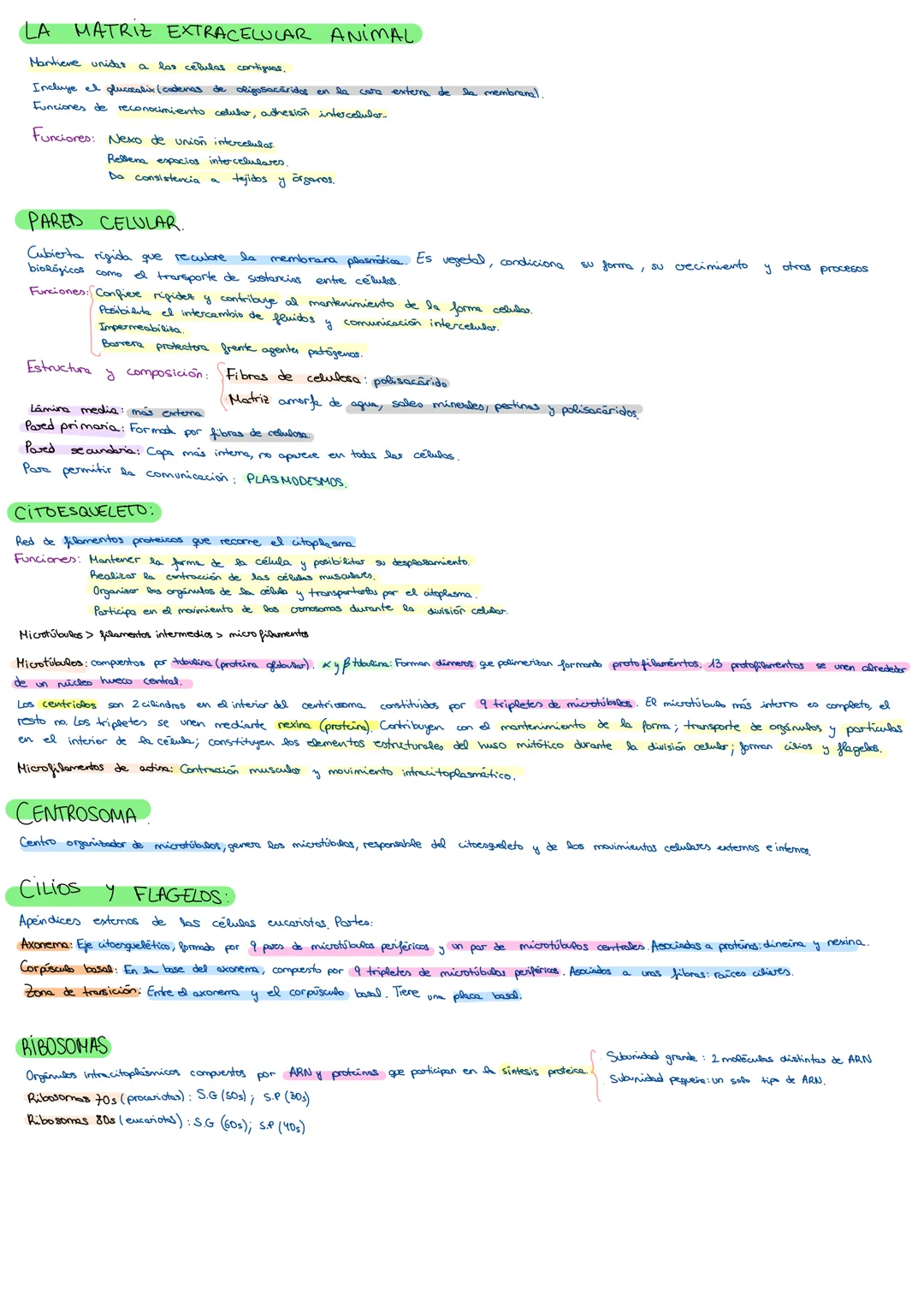 --- OCR Start ---
Célula procariota: bacteriana.
De menor tamaño (2-5 μm)
CELULA PROCARIOTA Y EUCARIOTA:
Formas: Cocos (esféricos); Bacilos
