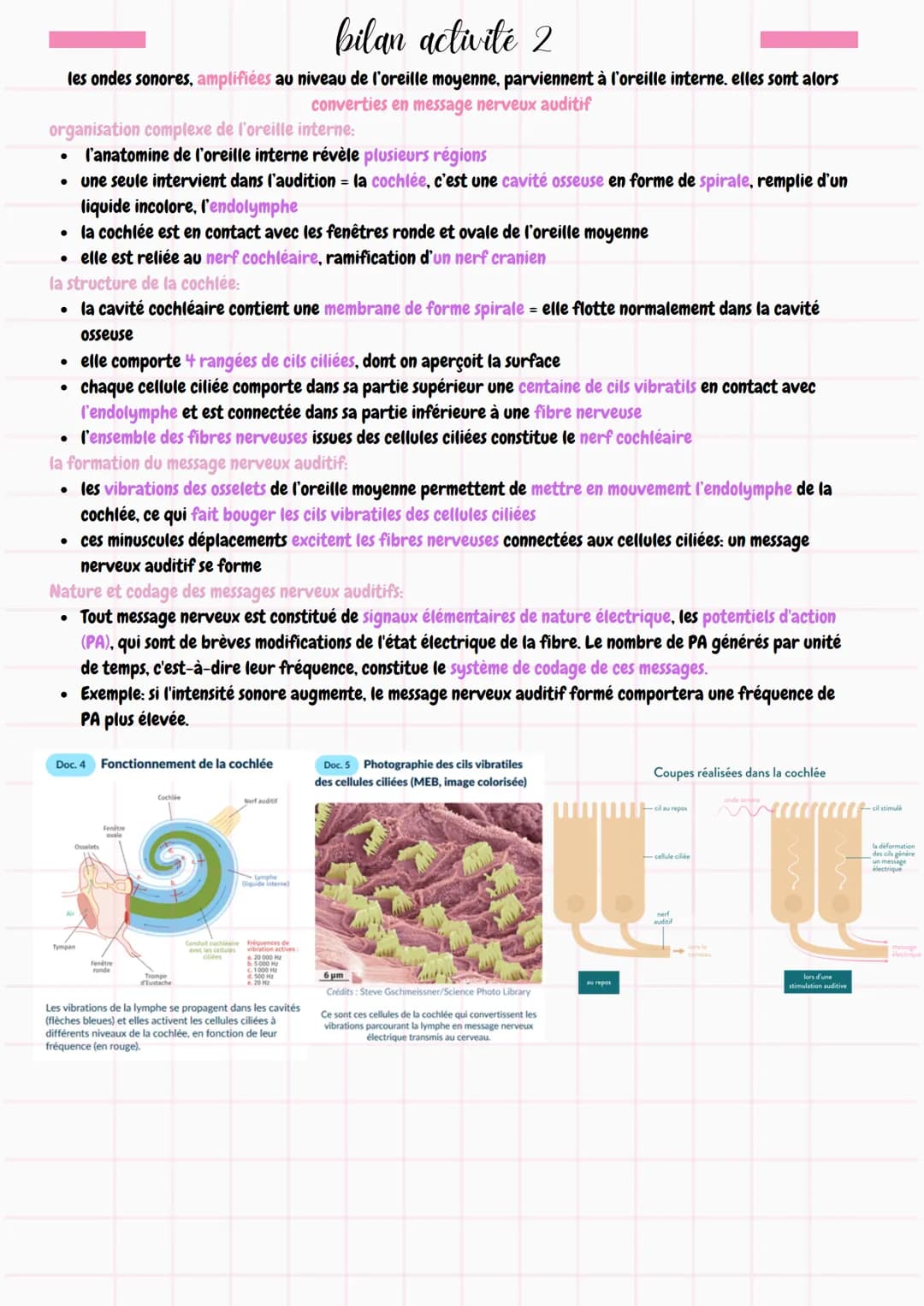 Π
chapitre 4
entendre la musique
bilan activité 1
l'oreille = organe complexe, organisé en 3 régions distinctes assurant différentes fonctio