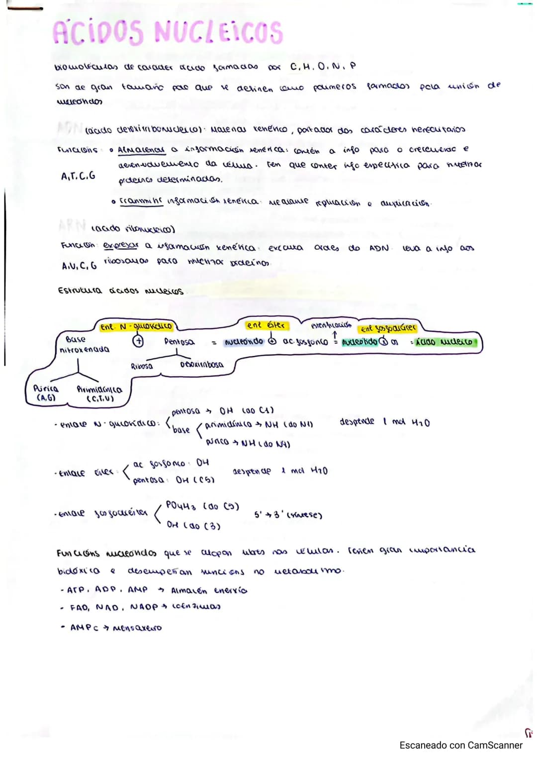 ## ACIDOS NUCLEICOS
biomoleculas de caracter acido formadas por C, H, O, N, P
son de gran tamaño para que se definen como polimeros formados