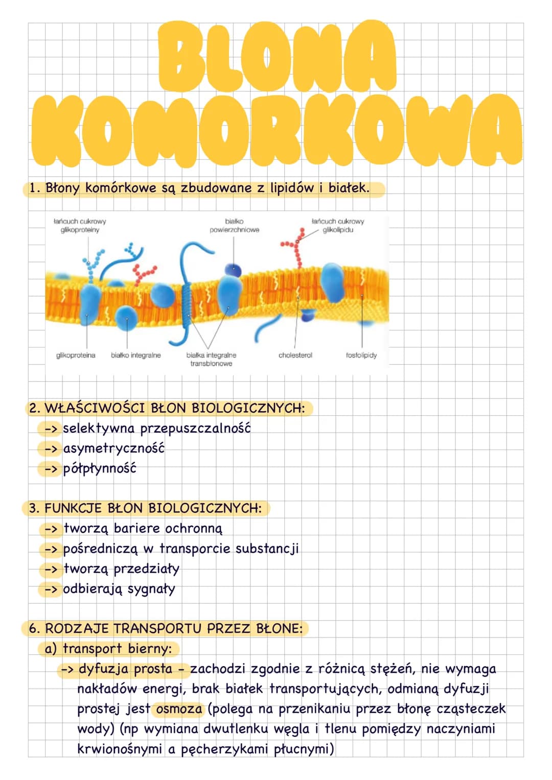 BLONA
KOMORKOWA
1. Błony komórkowe są zbudowane z lipidów i białek.
łańcuch cukrowy
glikoproteiny
białko
powierzchniowe
łańcuch cukrowy
glik