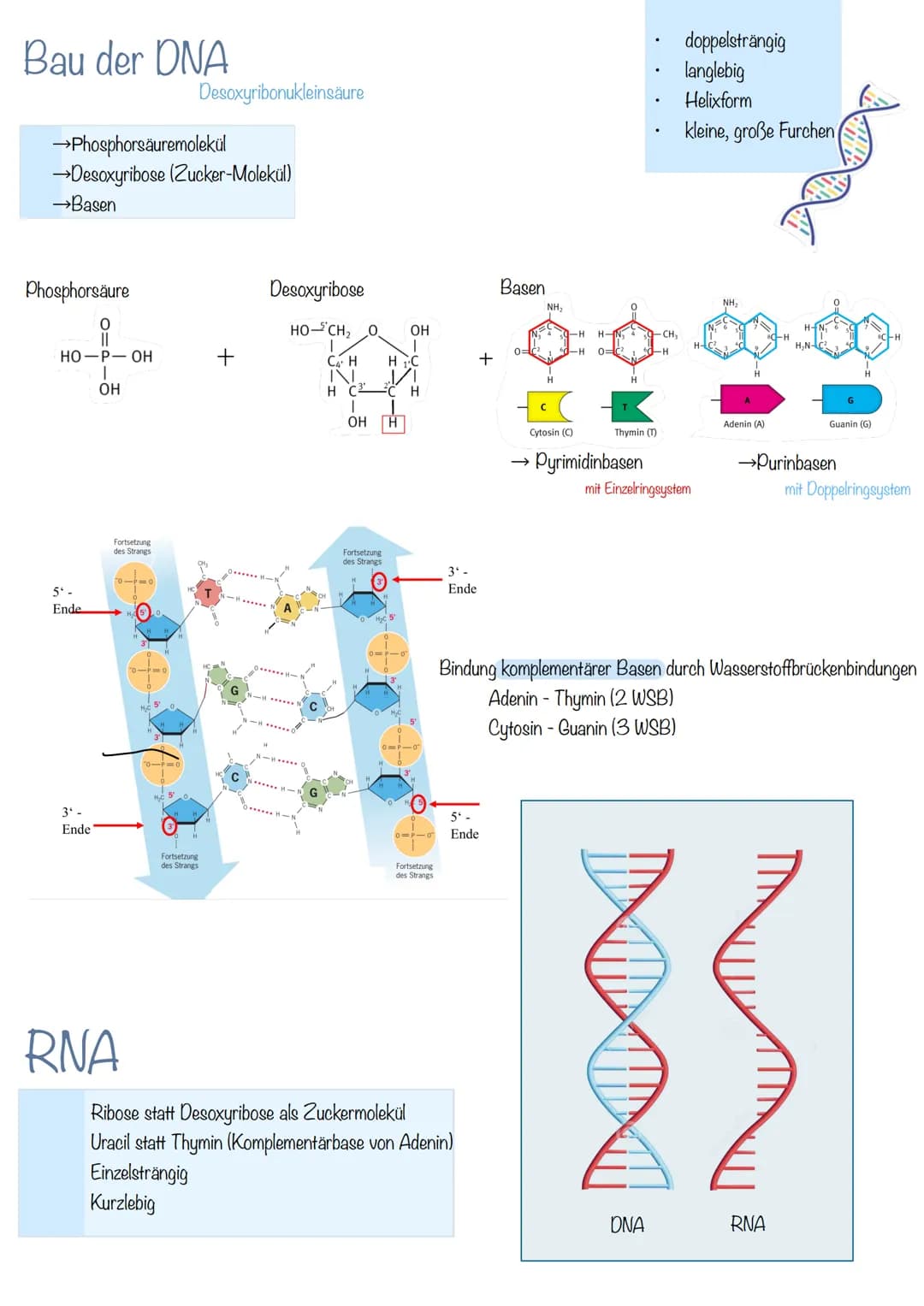 Bau der DNA
Desoxyribonukleinsäure
→Phosphorsäuremolekül
→Desoxyribose (Zucker-Molekül)
→Basen
doppelsträngig
langlebig
Helixform
kleine, gr
