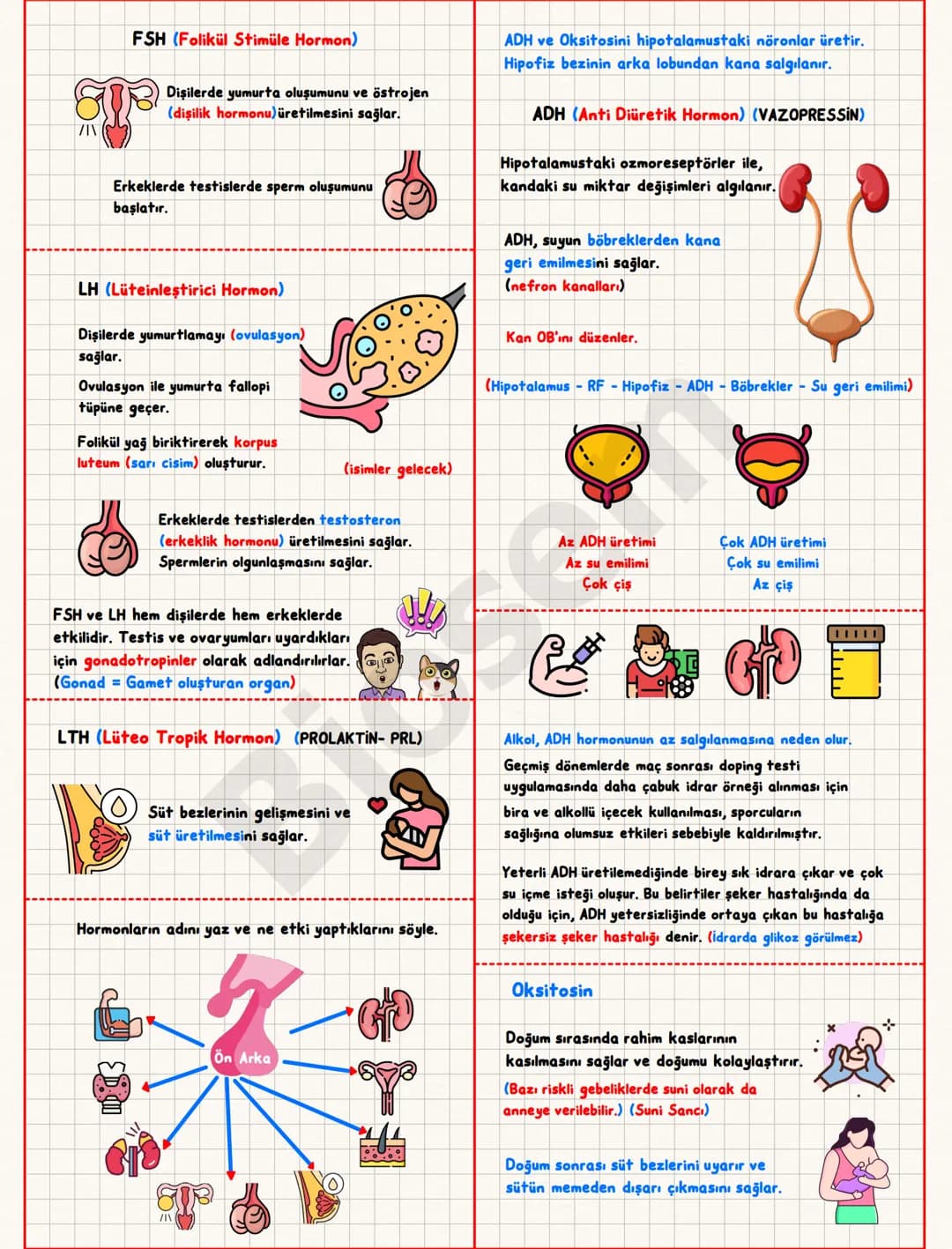 ## Endokrin (Hormonal) Sistem
Hormon; bir sinyali bir
hücreden diğerine taşıyan
kimyasal mesajlardır.
Bez; salgı üreten organ.
Kana salgı