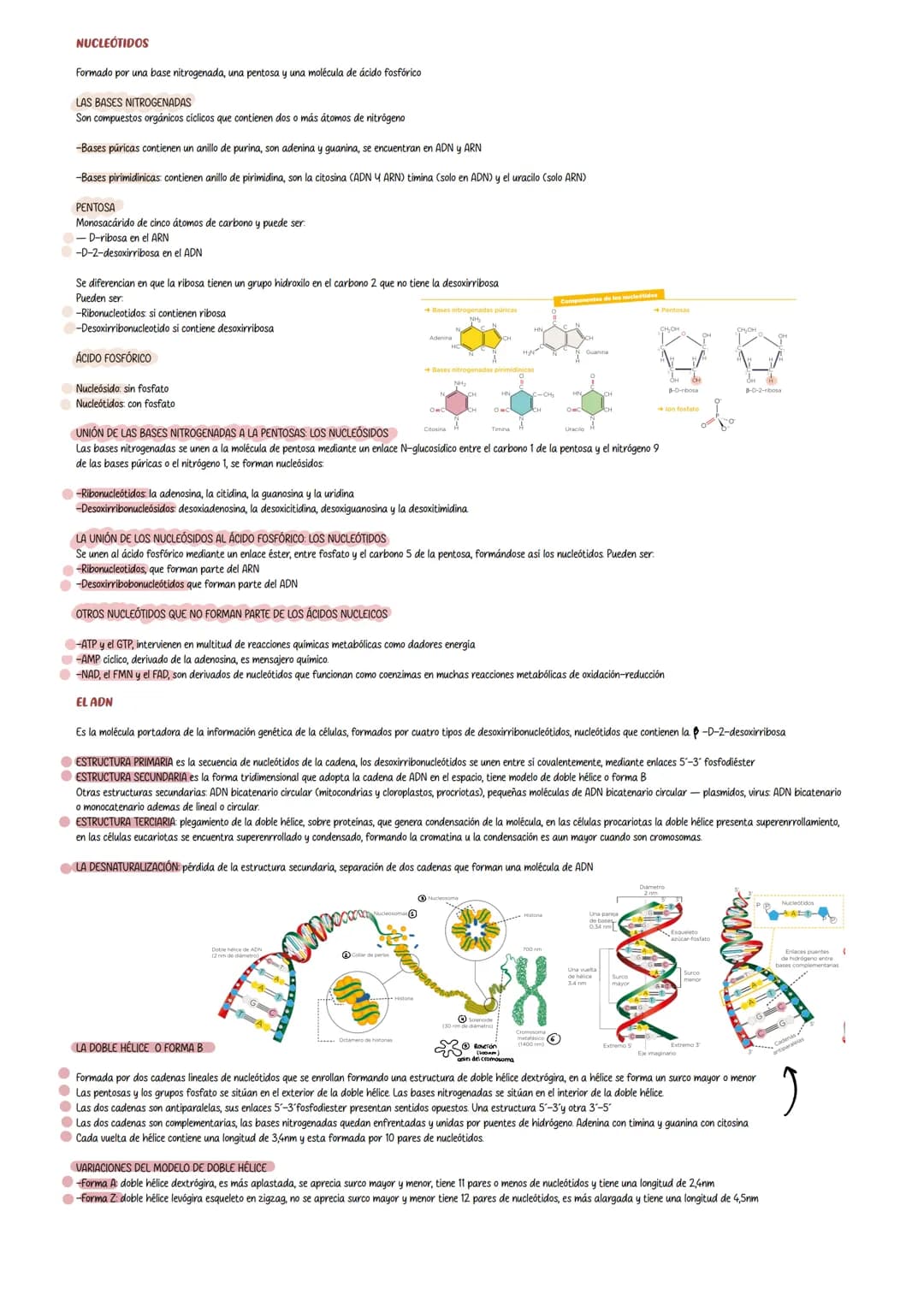 Tema 4 Proteinas y ácidos nucleicos
LOS AMINOÁCIDOS
Contienen un grupo amino, grupo carboxilo y una cadena lateral (grupo R) unidos a un car