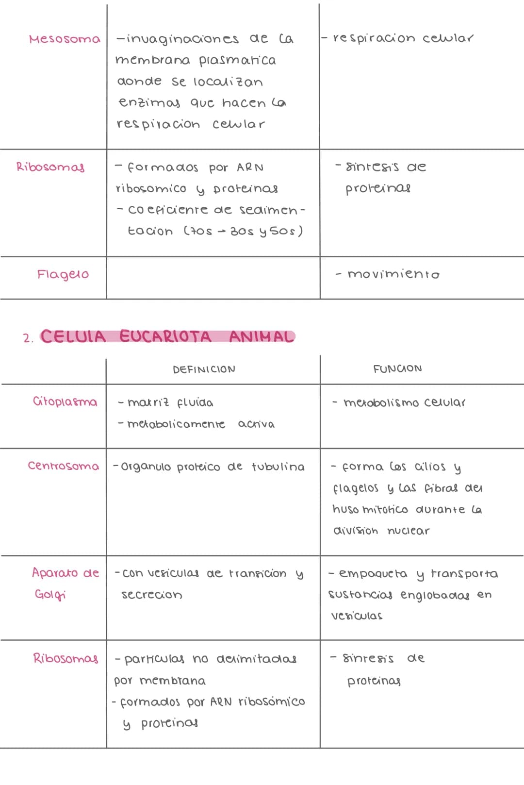 4. CELULA PROCARIOTA
ORGANULO
DEFINICION
FUNCION
Cápsula
adherida a la pared
celular
adherencia, pijacion y
resistencia
envolturo
formado po