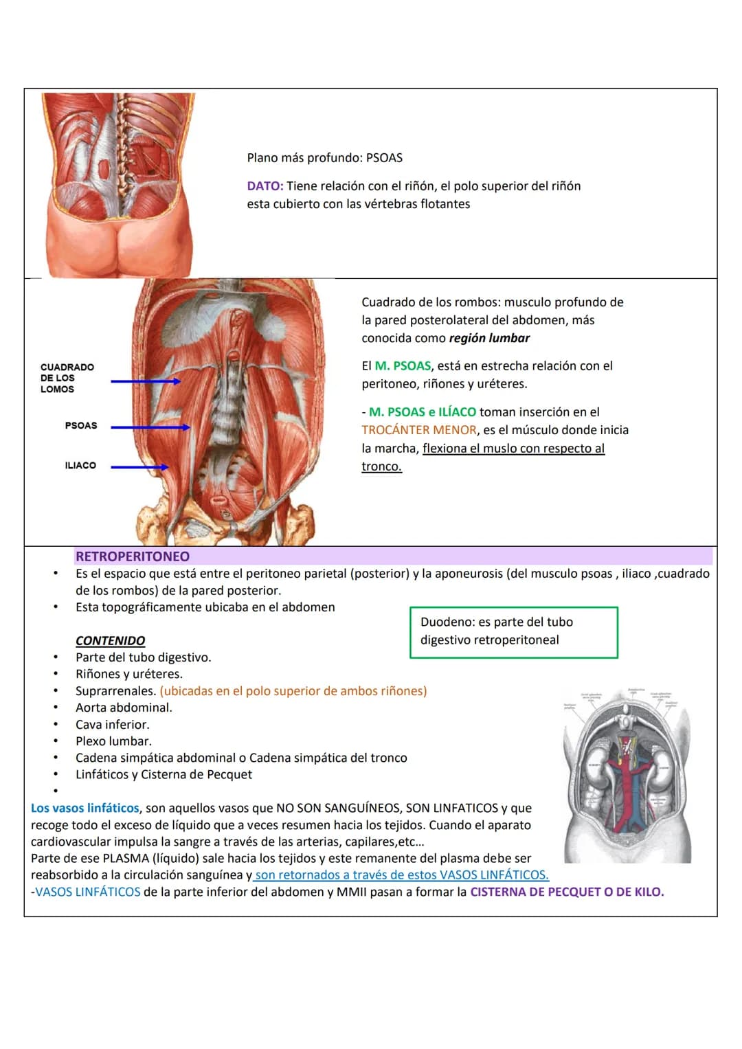 --- OCR Start ---
RETROPERITOΝΕΟ
LÍMITES DE LA PARED PÓSTERO-LATERAL DEL ABDOMEN
SUPERIOR: Borde inferior de 10°-12° costilla.
INFERIOR: Cre