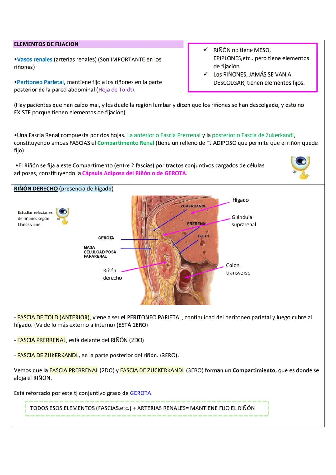 --- OCR Start ---
RETROPERITOΝΕΟ
LÍMITES DE LA PARED PÓSTERO-LATERAL DEL ABDOMEN
SUPERIOR: Borde inferior de 10°-12° costilla.
INFERIOR: Cre