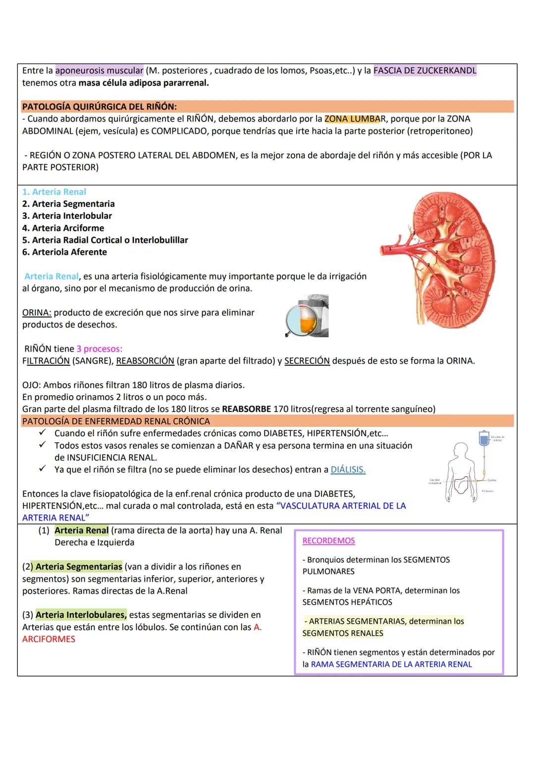 --- OCR Start ---
RETROPERITOΝΕΟ
LÍMITES DE LA PARED PÓSTERO-LATERAL DEL ABDOMEN
SUPERIOR: Borde inferior de 10°-12° costilla.
INFERIOR: Cre