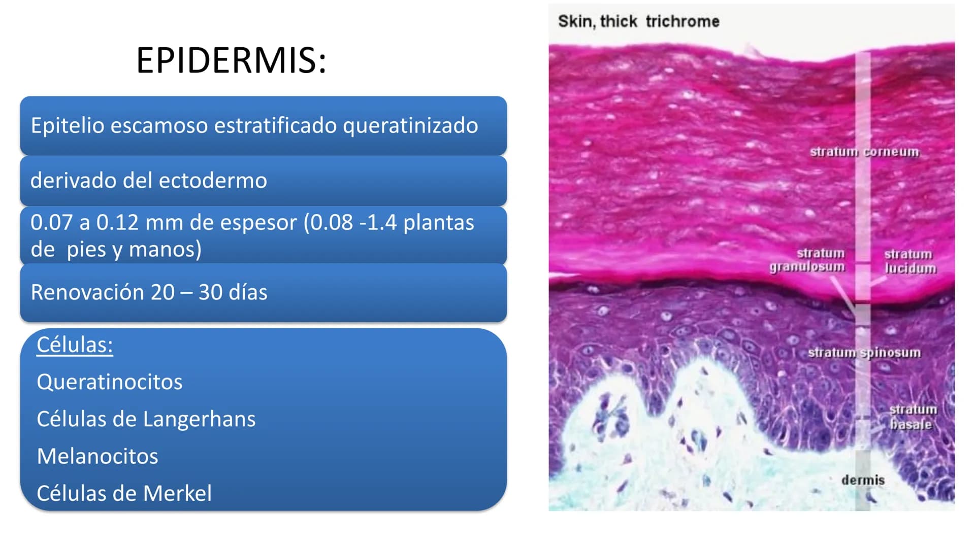 TRANSFORMA TU MUNDO EN
LA U MAS TOP DE LA REGIÓN. TEMA 01
HISTOLOGÍA DEL SISTEMA
TEGUMENTARIO
Curso: Estructura y Función 1
Docente: Silv