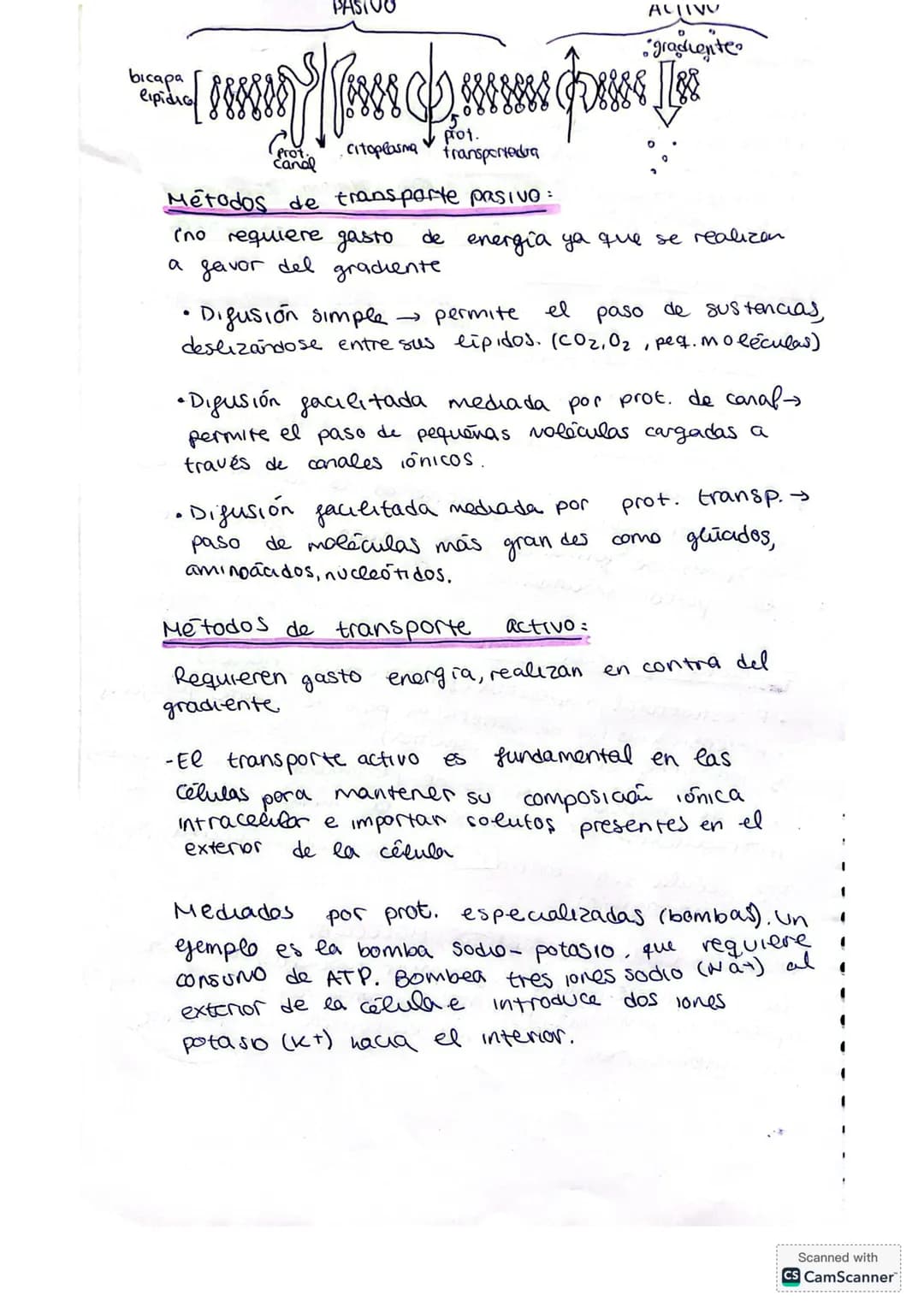 ## LA CÉLULA
La citología es la rama de la biología que estudia la estructura y función de la célula.
**Fundamentos de la teoría celular:*