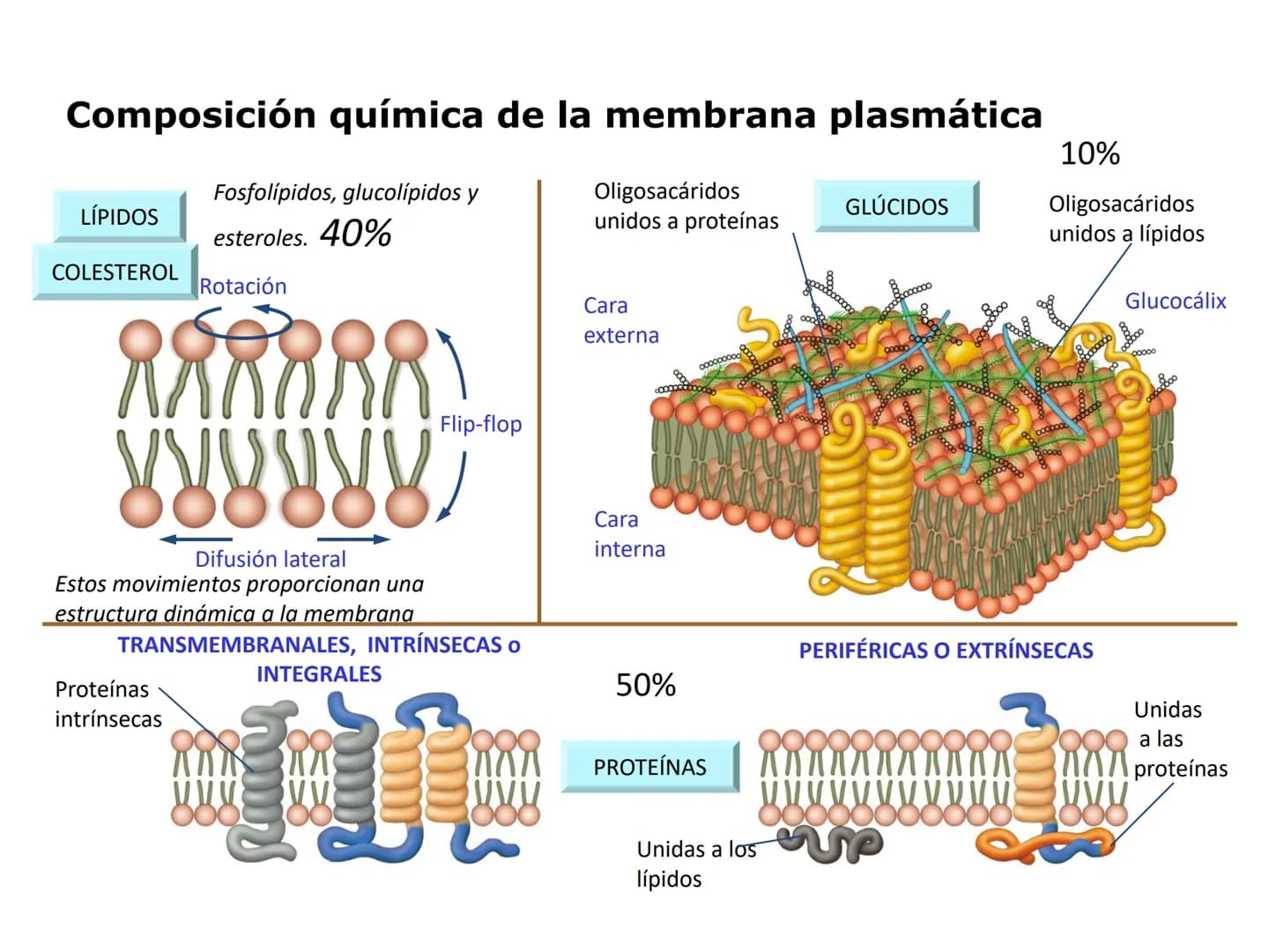 # MEMBRANA PLASMÁTICA
- Es la capa más externa de la célula
- Define su extensión y la separa del medio externo
- Controla el contenido quí
