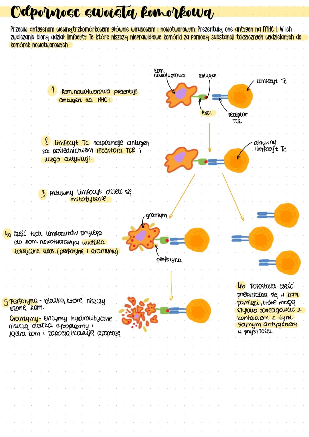 # Układ odpornościowy
## Przeciwciała - białka odpornościowe- immunoglobuliny produkowane przez limfocyty B w odpowiedzi na antygeny
## Pat