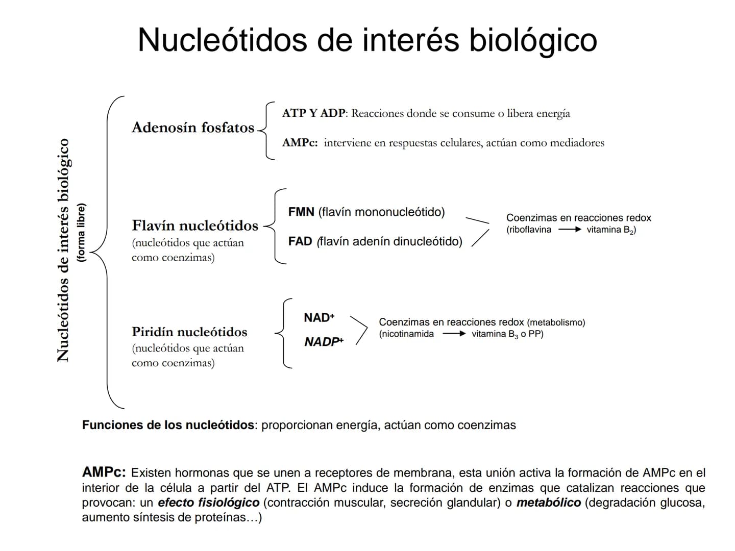 ÁCIDOS NUCLEICOS
1.- Composición: nucleósidos y nucleótidos
2.- Nucleótidos de interés biológico: ATP, AMPc, FMN, FAD, NAD,
NADP y Coenzima