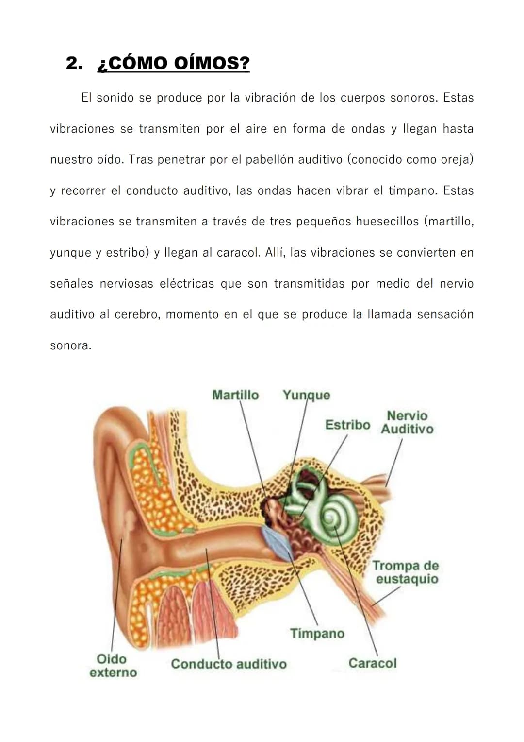# EL SONIDO 1. ¿QUÉ ES EL SONIDO?
El sonido lo podemos definir como la sensación que se produce en
nuesto oído cuando vibra un cuerpo sonor