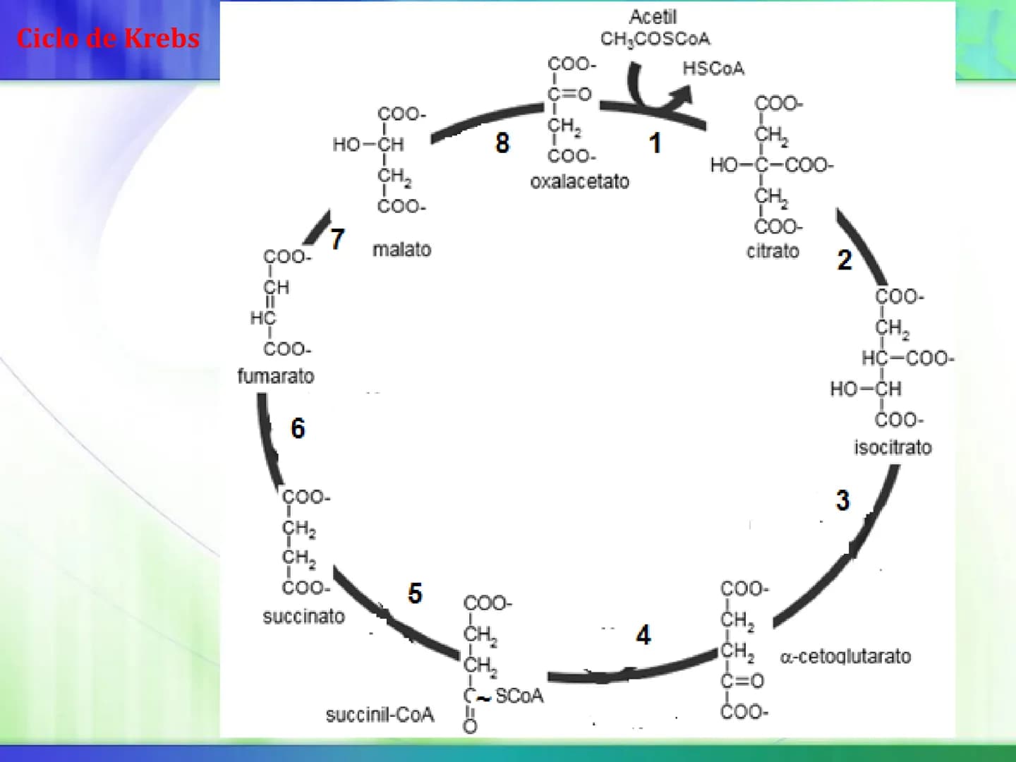 # Ciclo de Krebs Ciclo de Krebs
Acetil-CoA
Proteínas - Polisacáridos - Grasas
Aminoácidos - Monosacáridos - Ácidos Grasos
Acetil CoA
Metabol