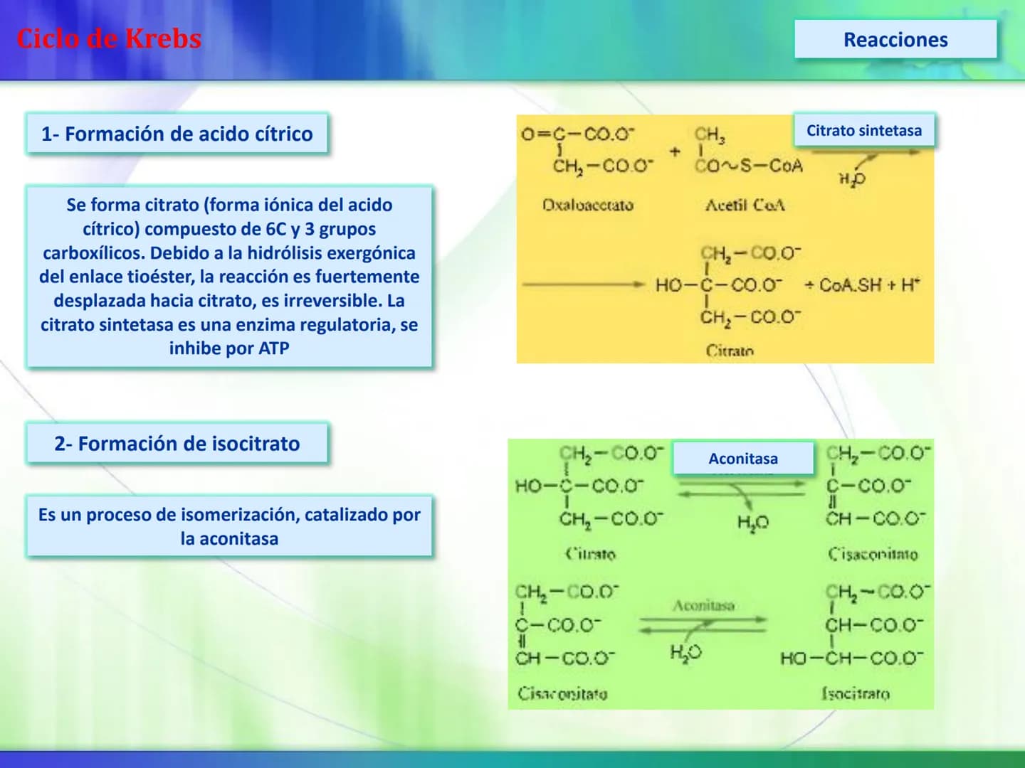 # Ciclo de Krebs Ciclo de Krebs
Acetil-CoA
Proteínas - Polisacáridos - Grasas
Aminoácidos - Monosacáridos - Ácidos Grasos
Acetil CoA
Metabol