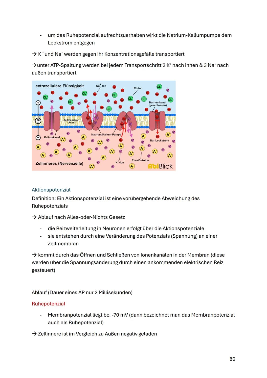# Neurobiologie
Struktur und Funktion von Nervenzellen
ZNS (Zentrales Nervensystem)
Gehirn & Rückenmark
Funktionen:
- Steuerung von Ged