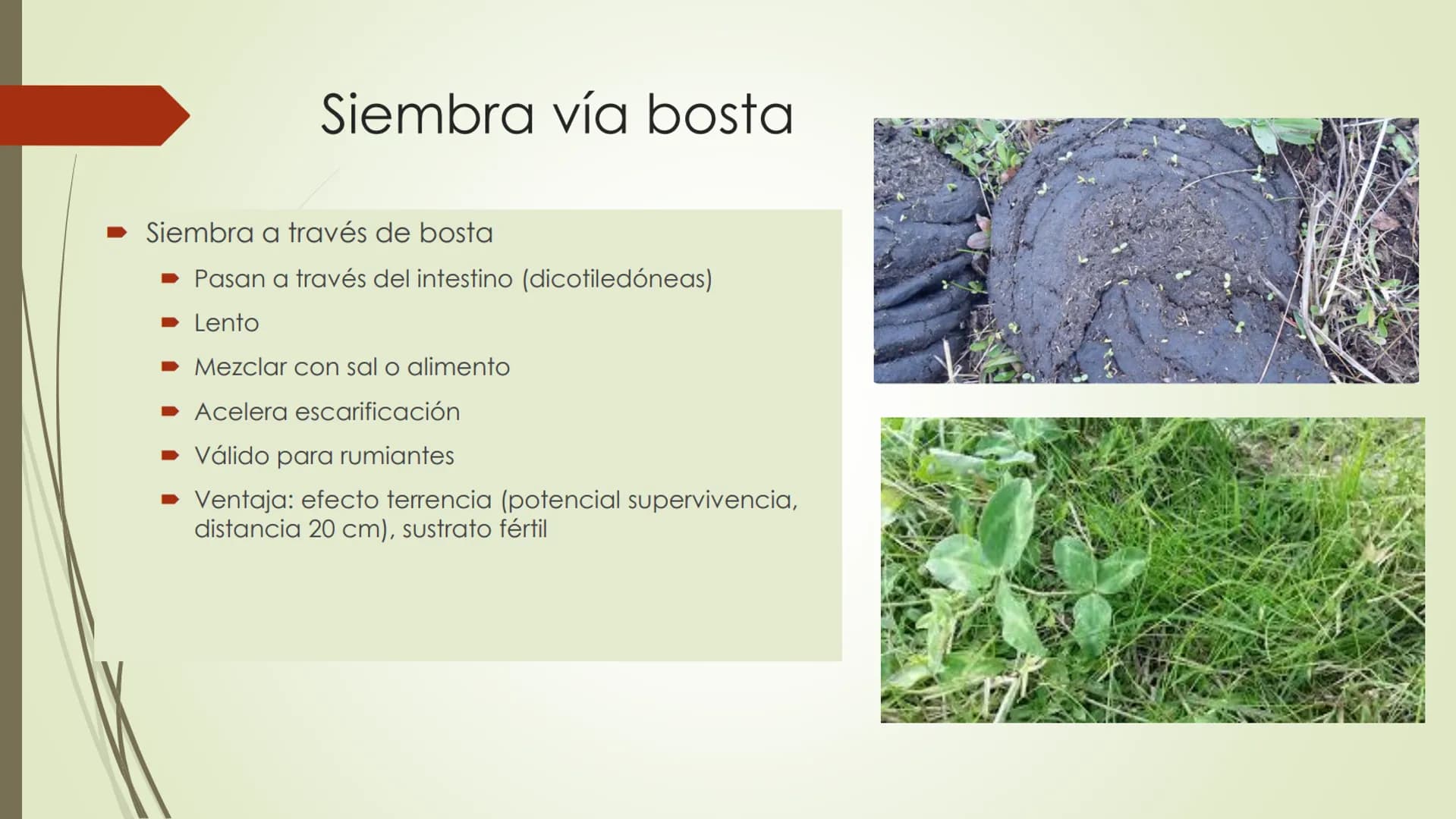# Praderas y Especies
Forrajeras
Clase 5 Rutas de mejoramiento de praderas naturales
Vía rápida
Vía lenta
Rotación de cultivos
(raps, trigo,