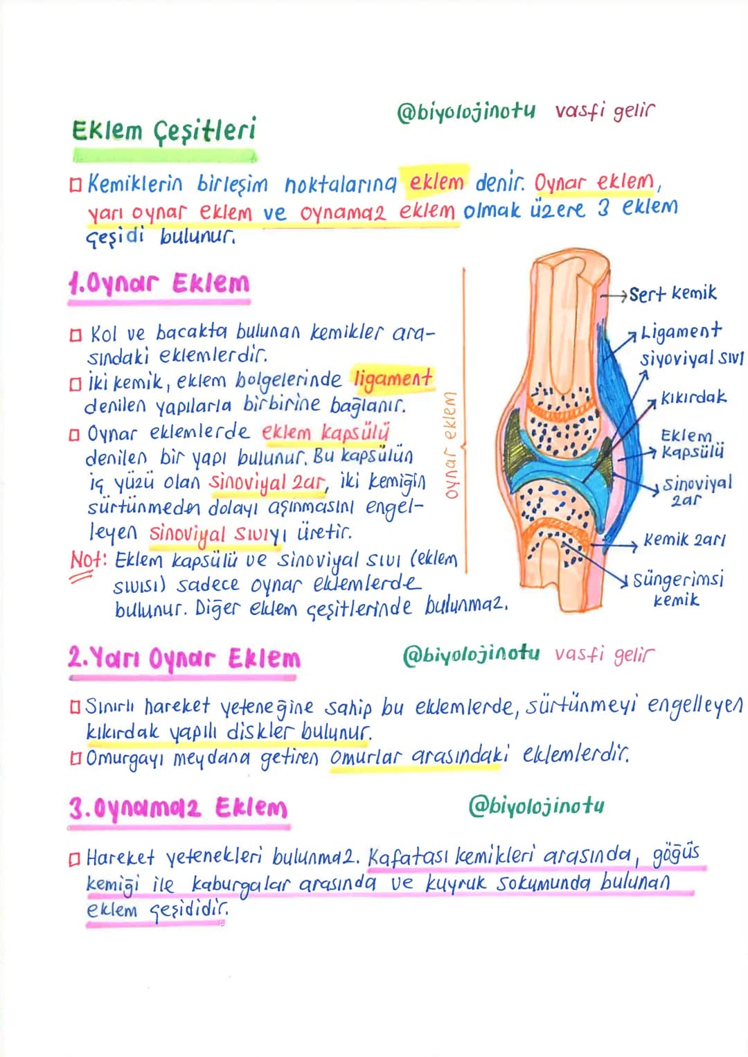 İNSANDA
DESTEK ve HAREKET SİSTEMİ
1. İskelet Sistemi, Kemik Doku ve Kemik Çeşitleri
İnsanda destek ve hareket sistemi, iskelet sistemi ile k