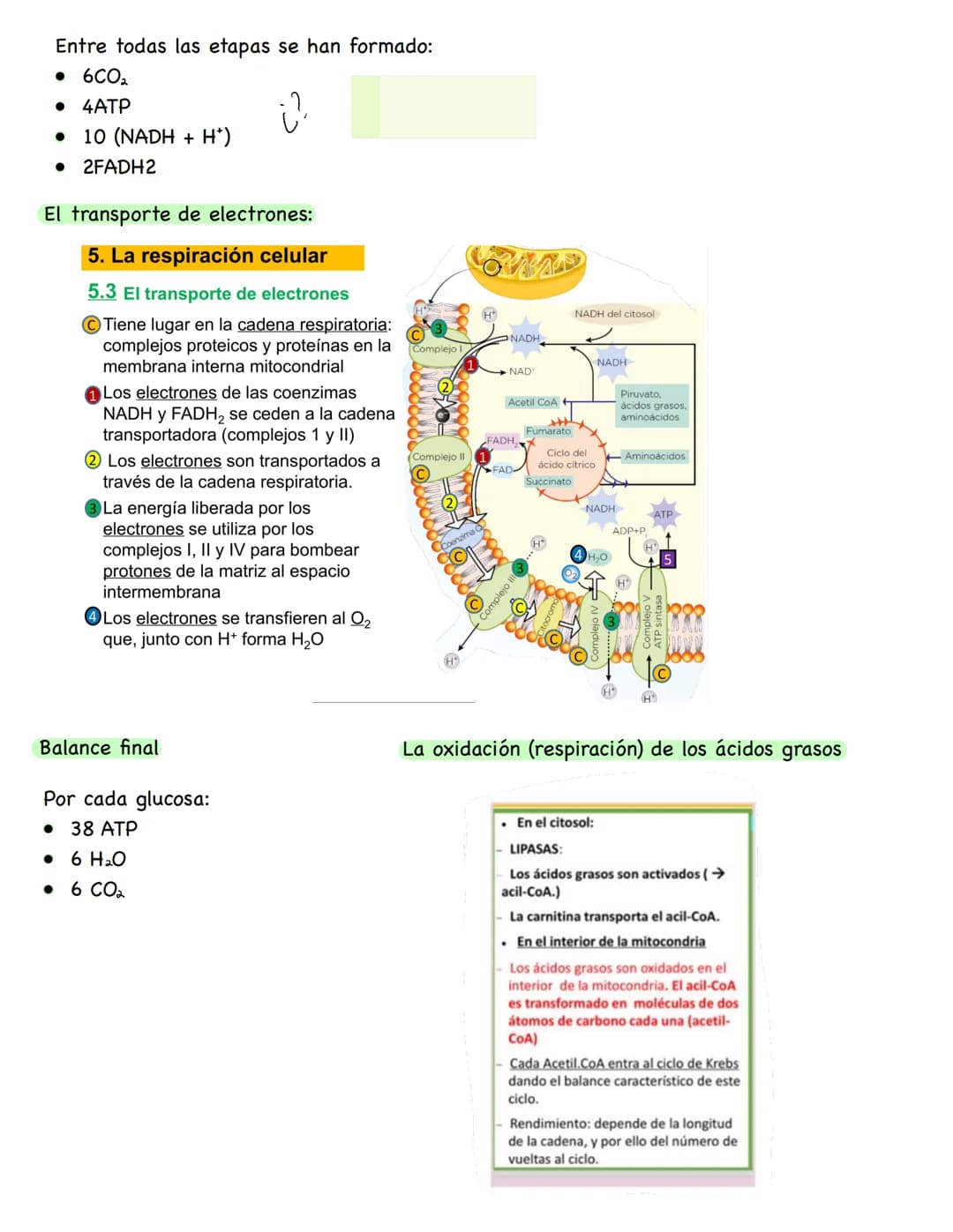 # Metabolismo
**Conceptos**
* **Metabolismo:** conjunto de reacciones químicas que se producen en el interior celular. Su función es obten