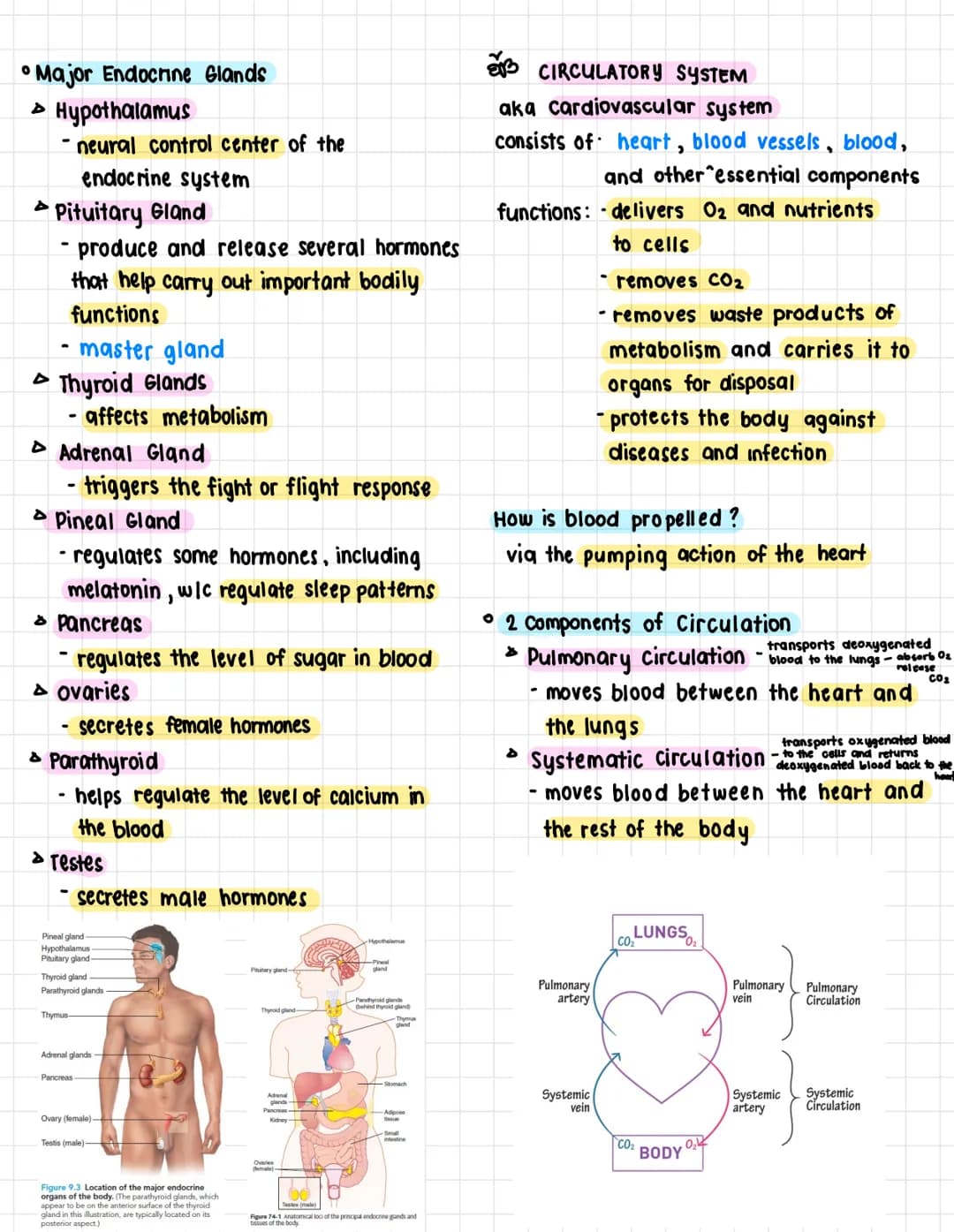 A. Terms:
health science
• Anatomy- the structure and shape of the
body and body parts
• Physiology - the function of the body and
its parts