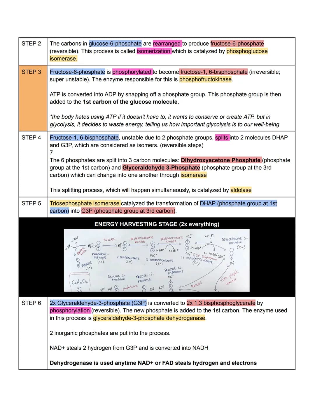 COVERAGE
1. Anaerobic Respiration
a. Lactic Acid Fermentation
b. Alcoholic Fermentation
2. Glycolysis & Transition Period
a. Enumerate proce