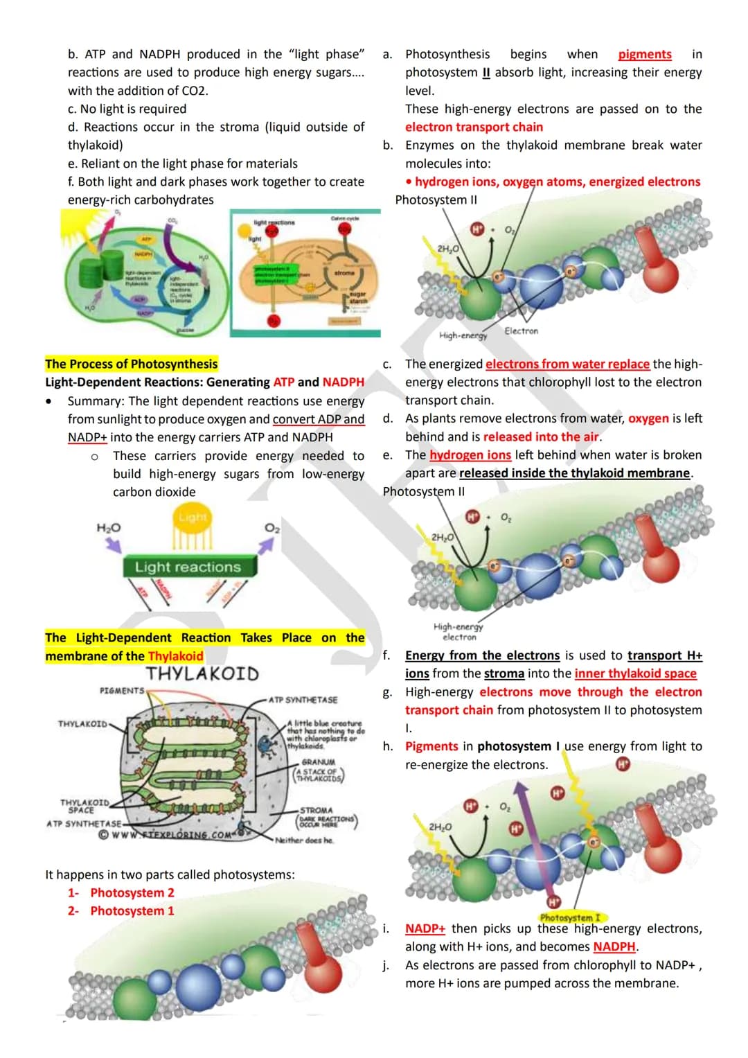 PHOTOSYNTHESIS
An anabolic, endergonic, carbon dioxide (CO2) requiring
process that uses light energy (photons) and water (H2O)
to produce o