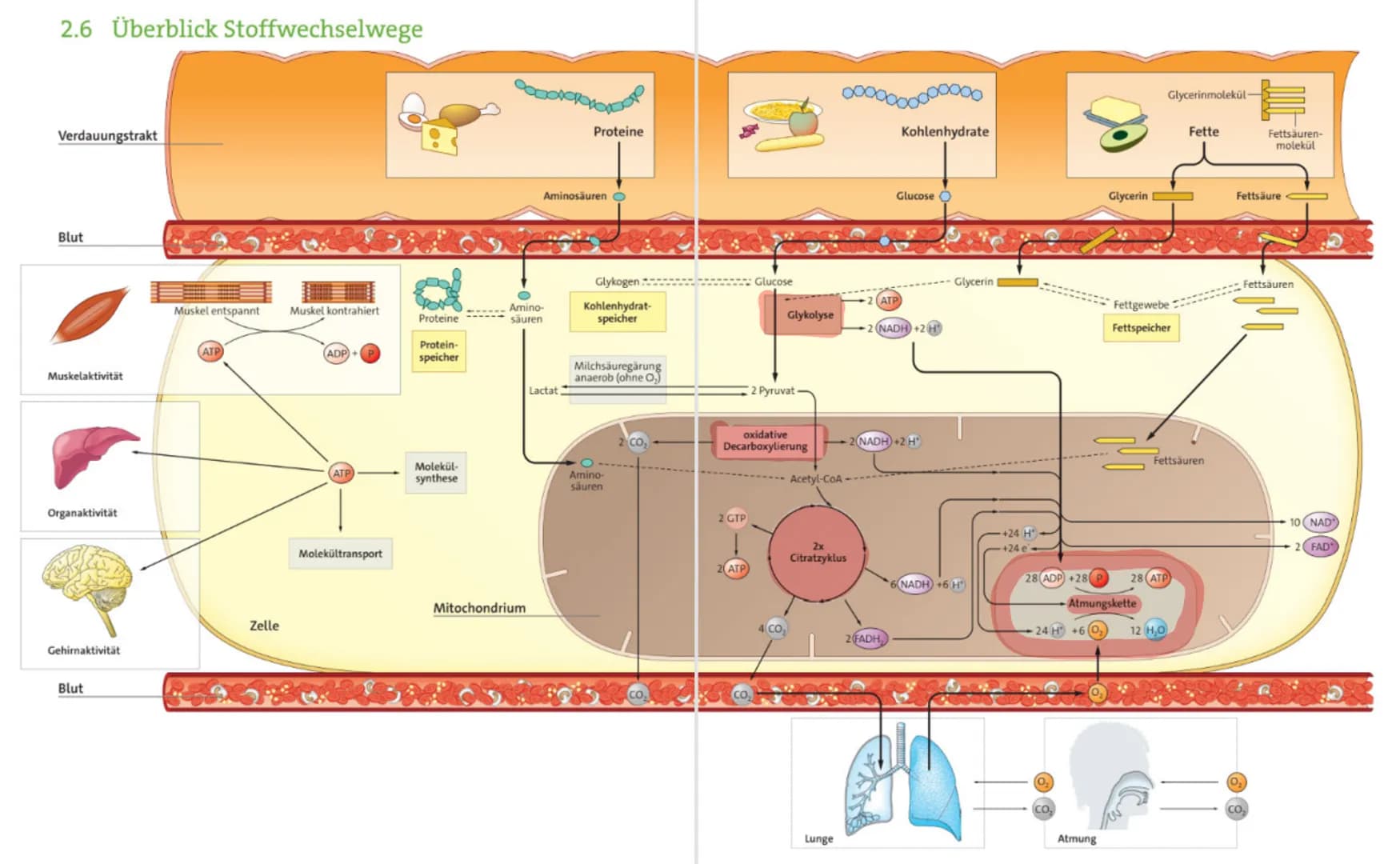 2.6 Überblick Stoffwechselwege
Verdauungstrakt
Blut
0000000
Proteine
Kohlenhydrate
Aminosäuren
Glucose
Glycerinmolekül
Fette
Fettsäuren-
mo