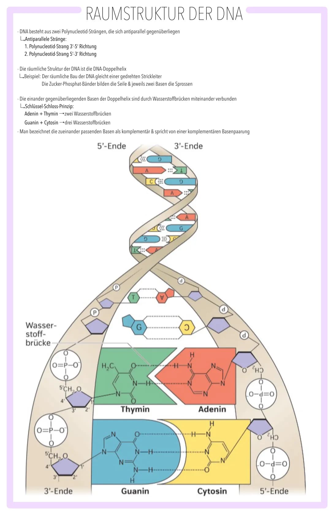 MOLEKULARGENETISCHE GRUNDLAGEN DES LEBENS SPEICHERUNG & REALISIERUNG GENETISCHER INFORMATION:
BAU DER DNA, SEMIKONSERVATIVE REPLIKATION, TR